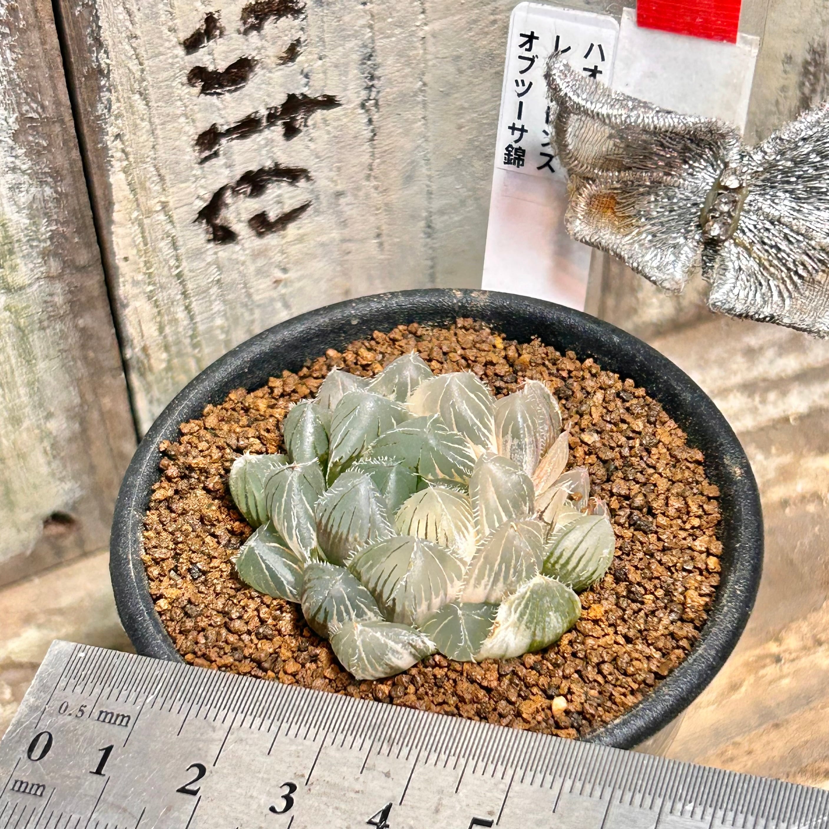 T) レッドレンズ オブツーサ錦 ハオルチア | RuPo 多肉植物専門店