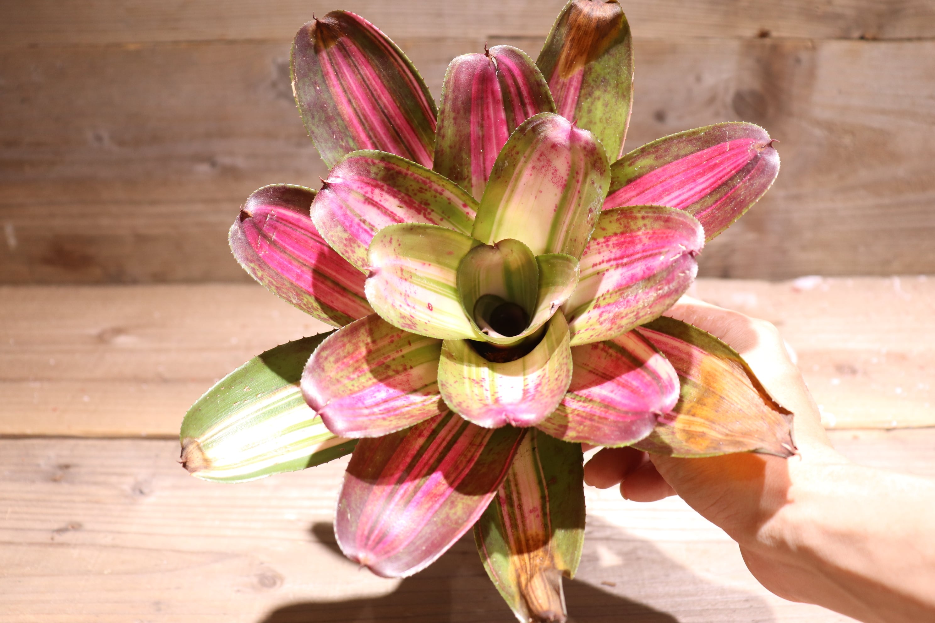 送料無料】Neoregelia 'Baby Girl'〔ネオレゲリア〕現品発送N0215