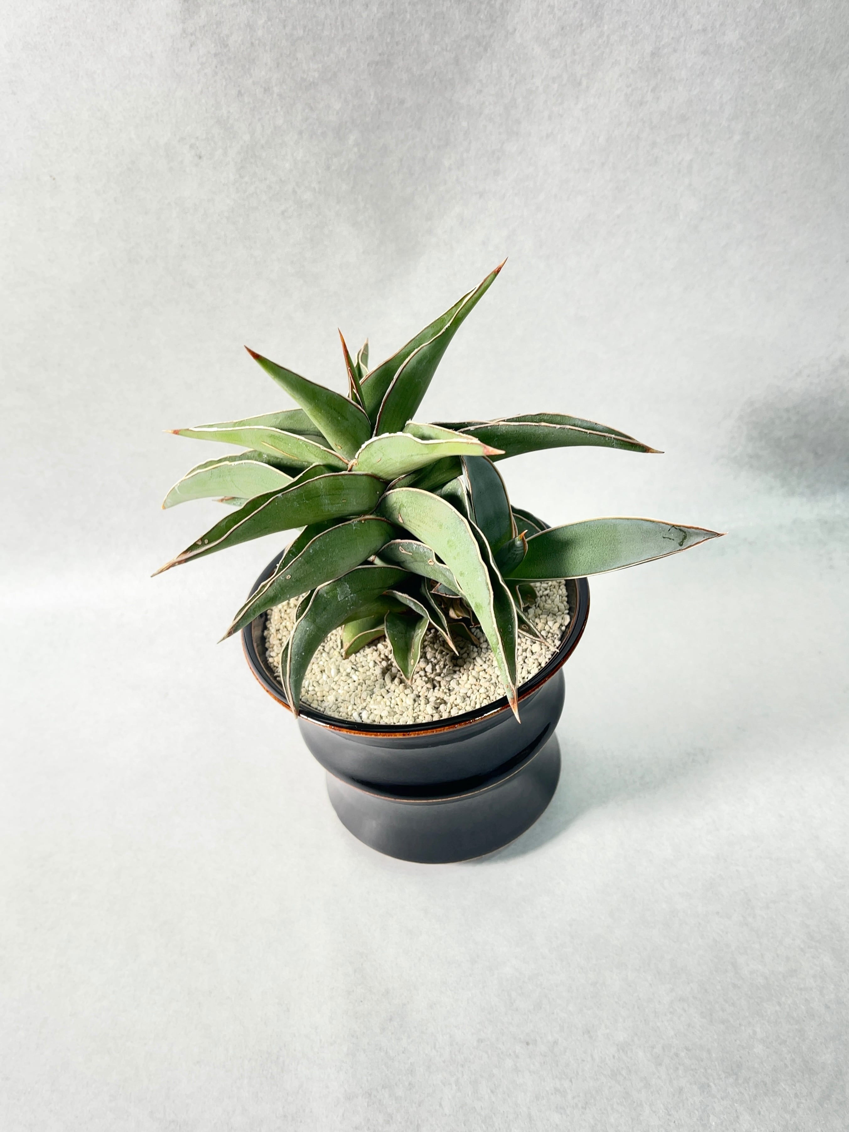 サンセベリア・ブルーキュー | trigger