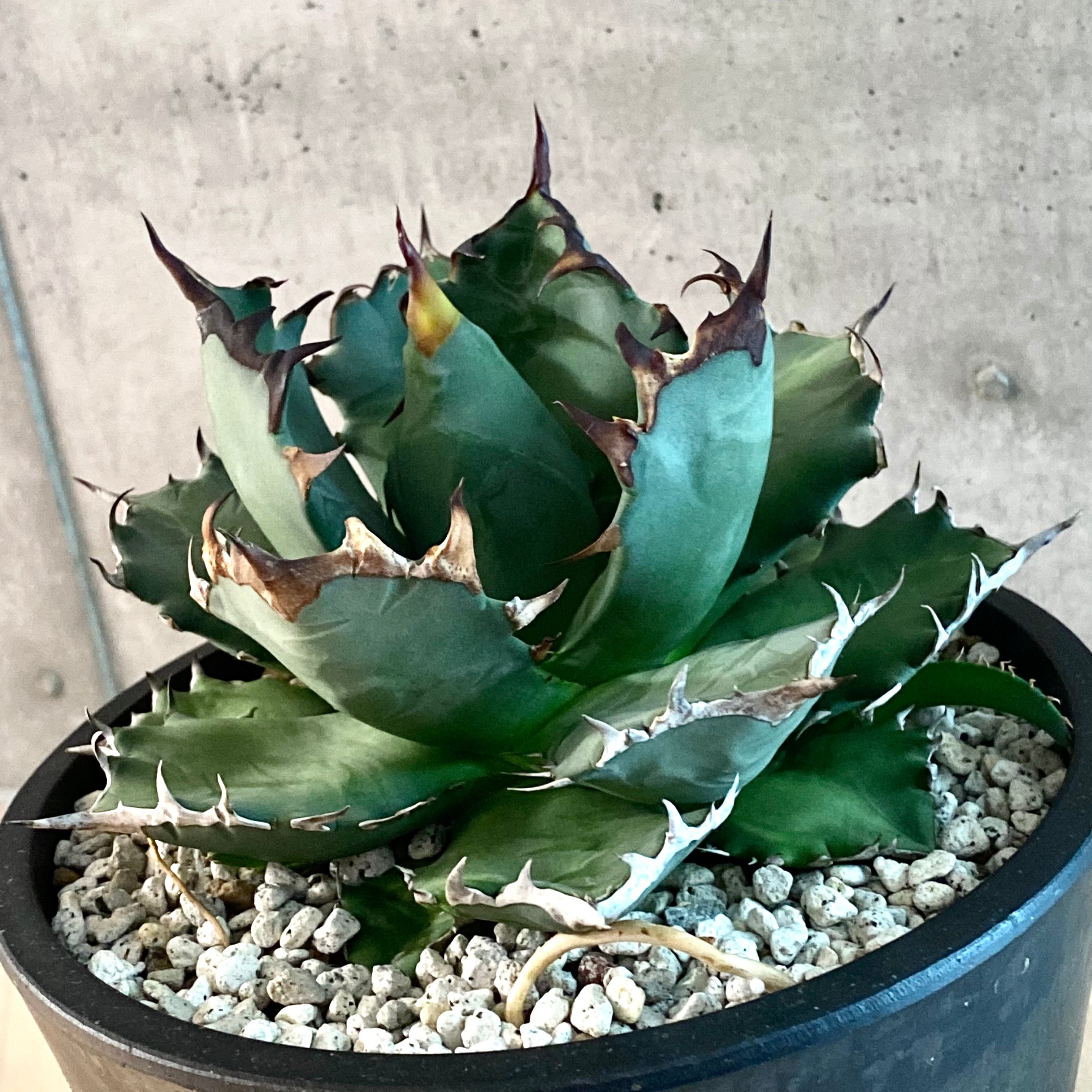 agave titanota 農大/アガベ チタノタ 農大 【子株3付き】【観葉植物 ...