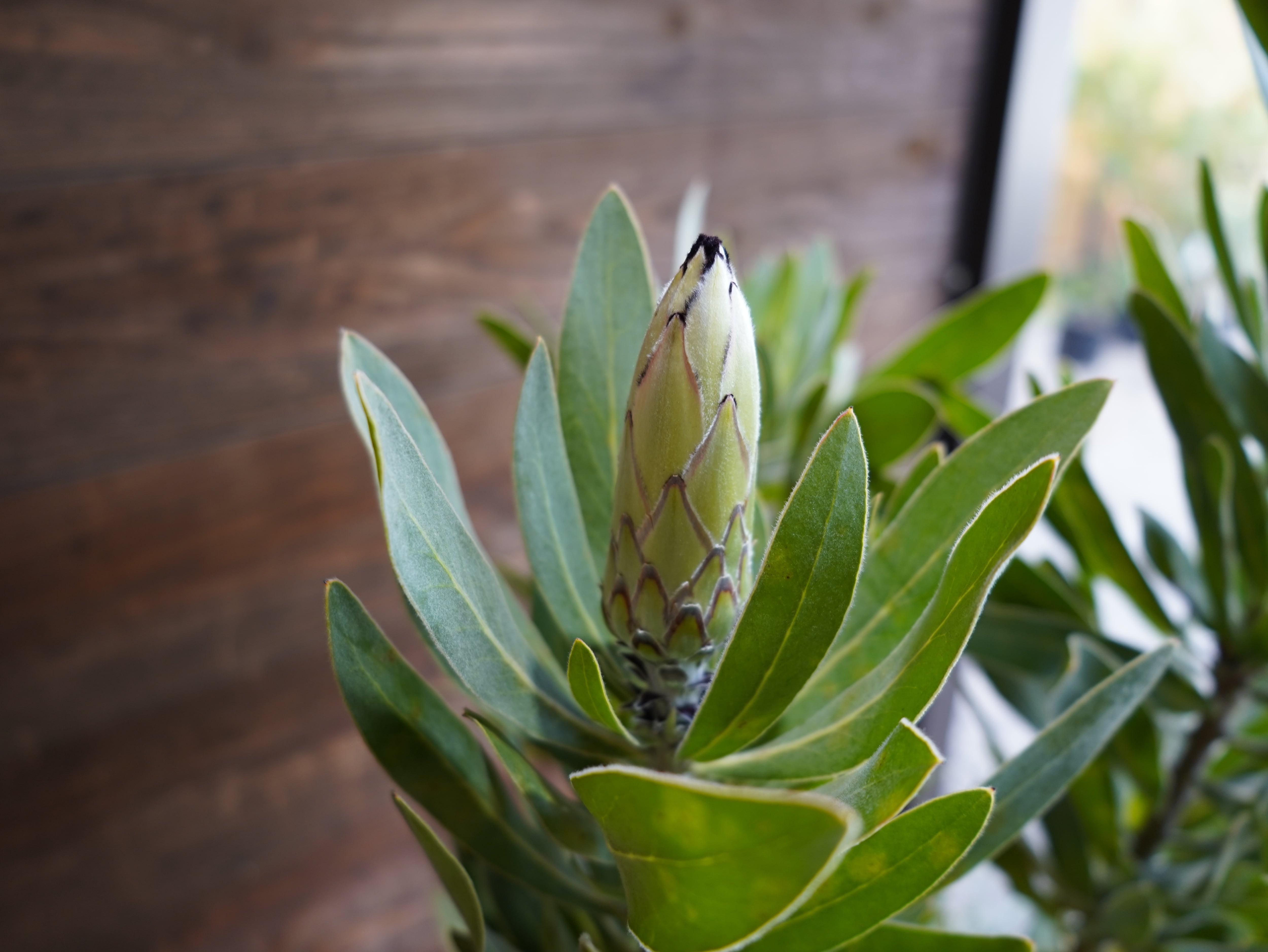 【現物】プロテア  "クリームミンク"