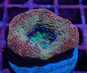 【現地買付】BowerbankiFrag "GoldRing" 5