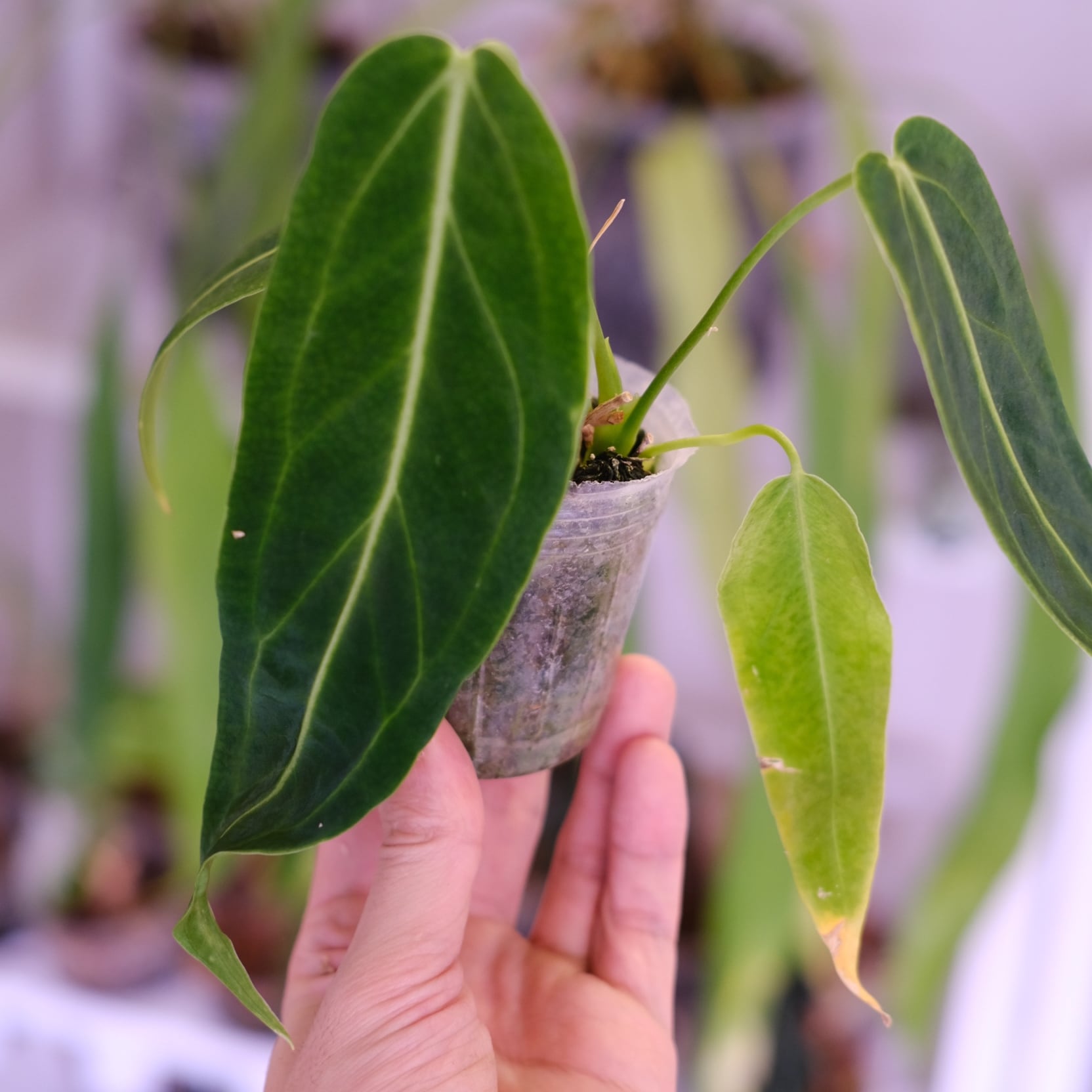 Anthurium kunayalense × A.zara Michelle / アンスリウム