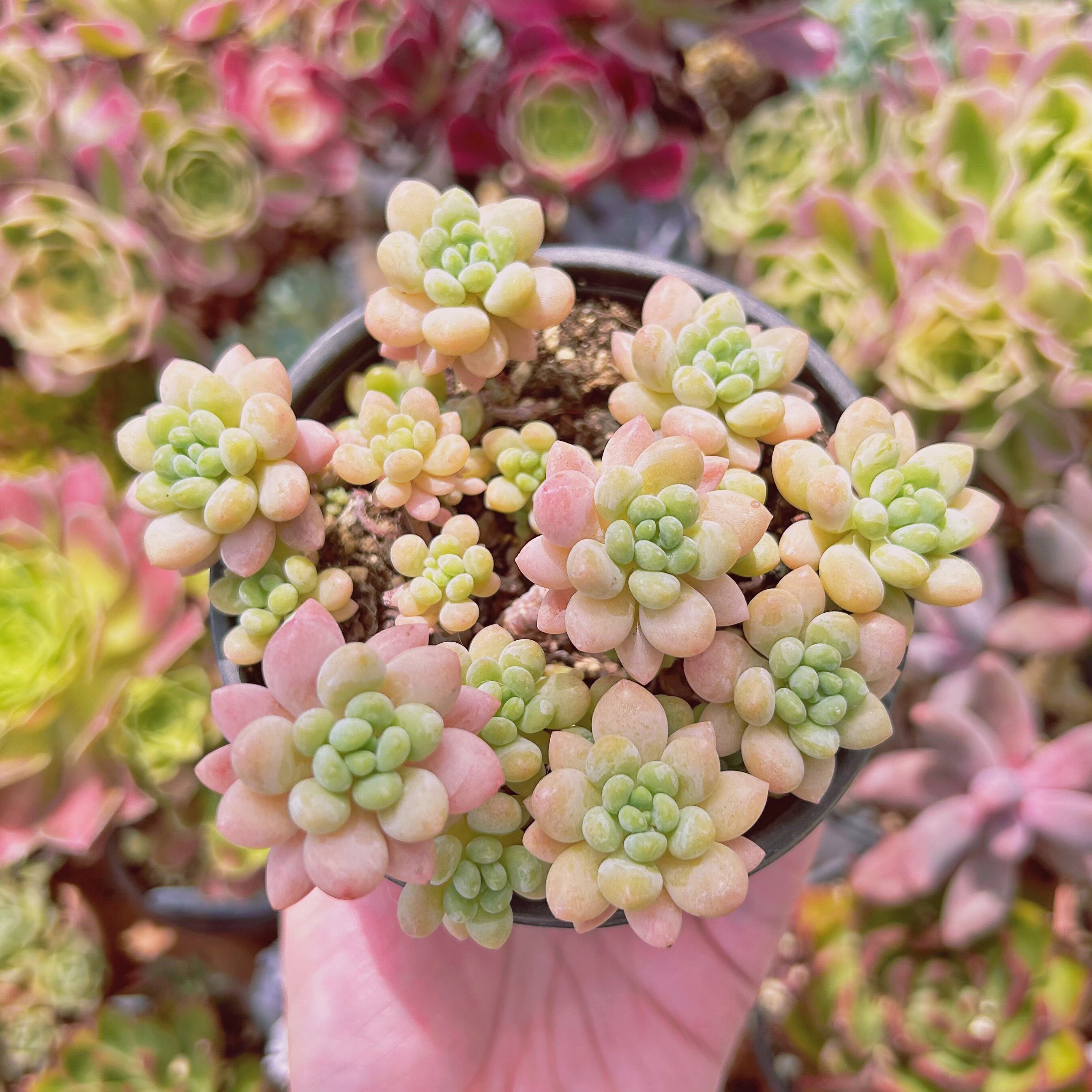 #060現物　多肉植物　ストロベリーミルク　抜き苗