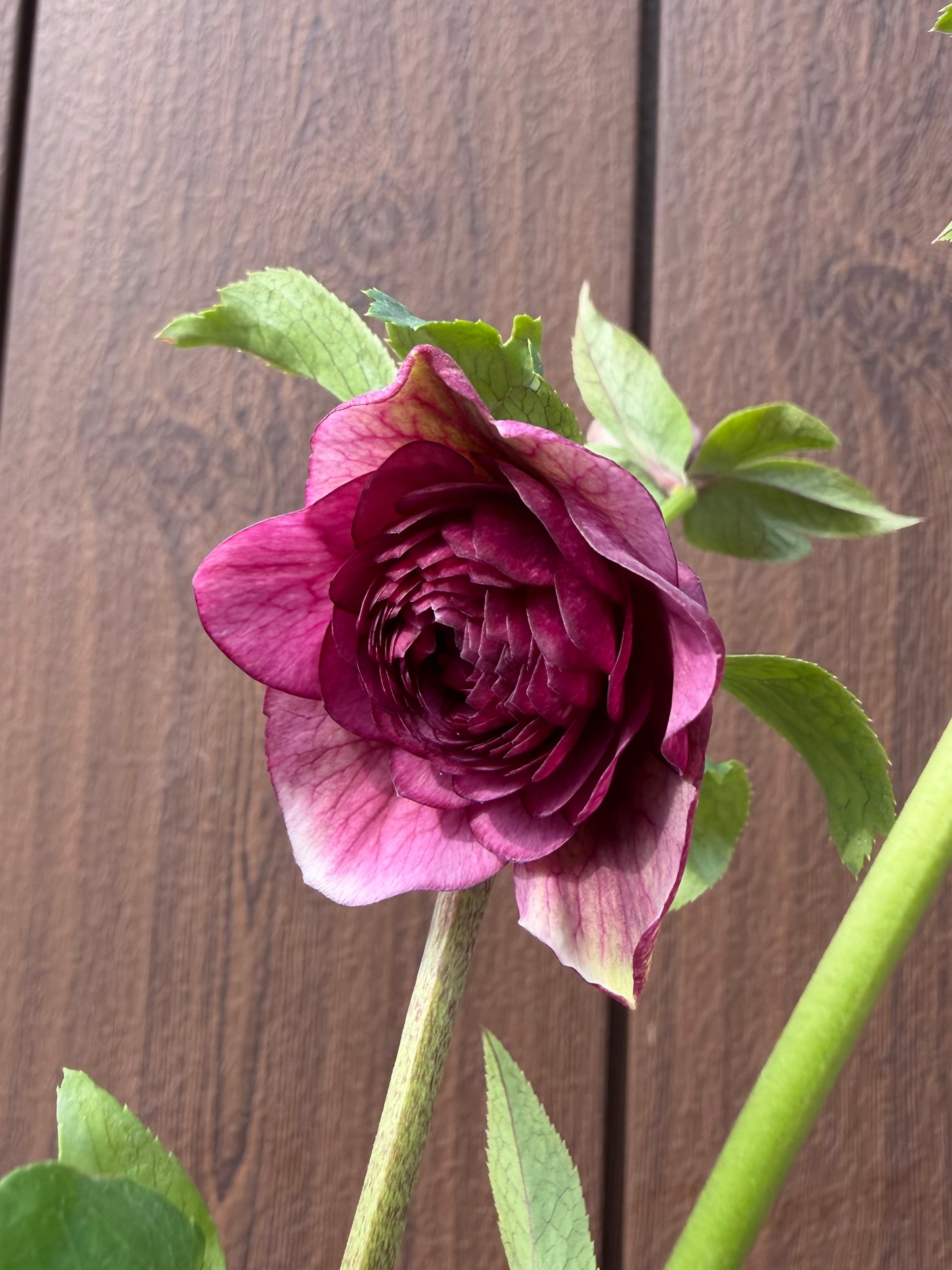 アンティークアフロディーテ ※交配札なし 加藤農園 クリスマスローズ