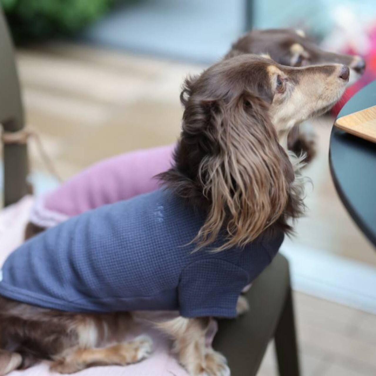 ワッフル ロンT | カニンヘンダックスとミニチュアダックス専門のお