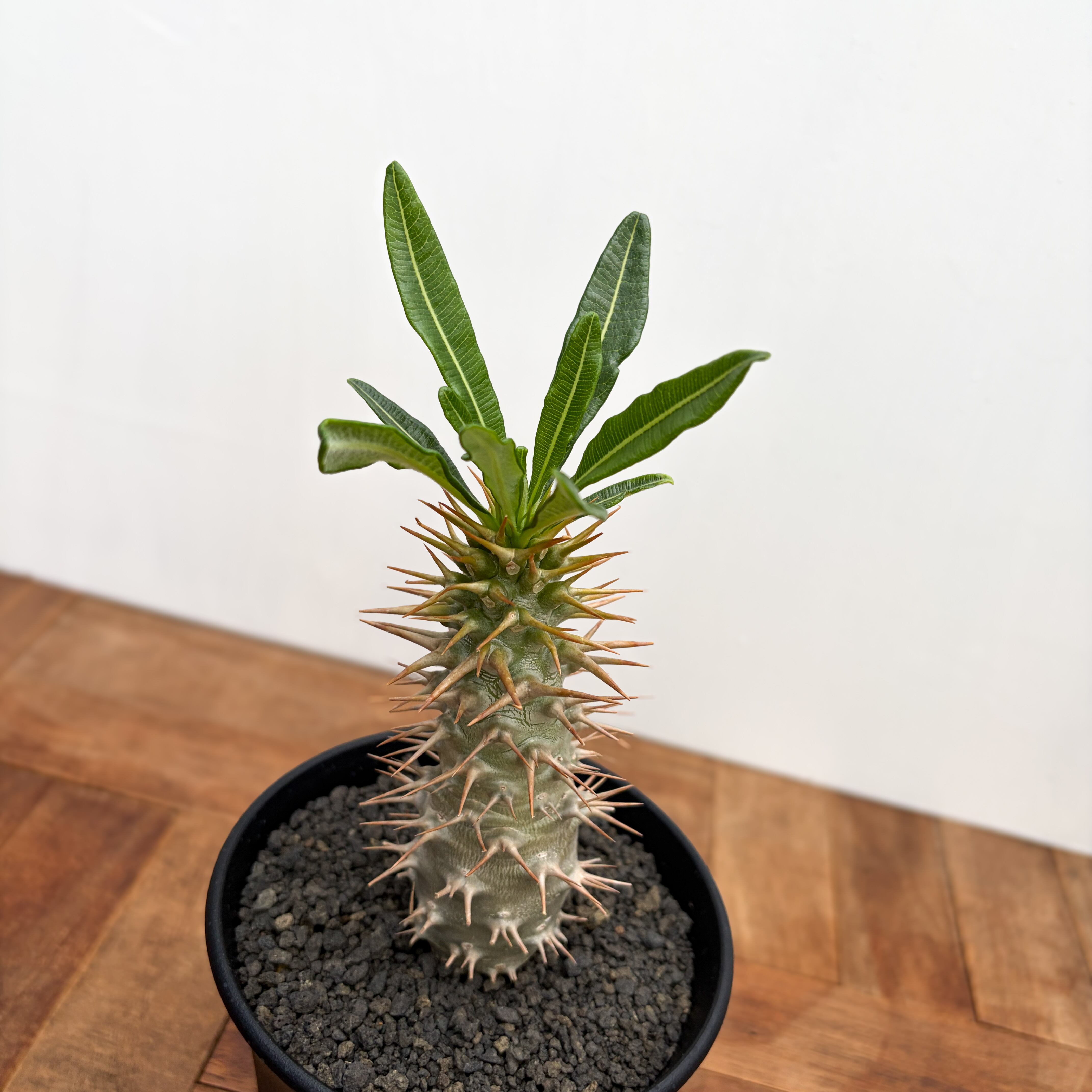 Pachypodium ambongense【パキポディウム・アンボンゲンセ・実生