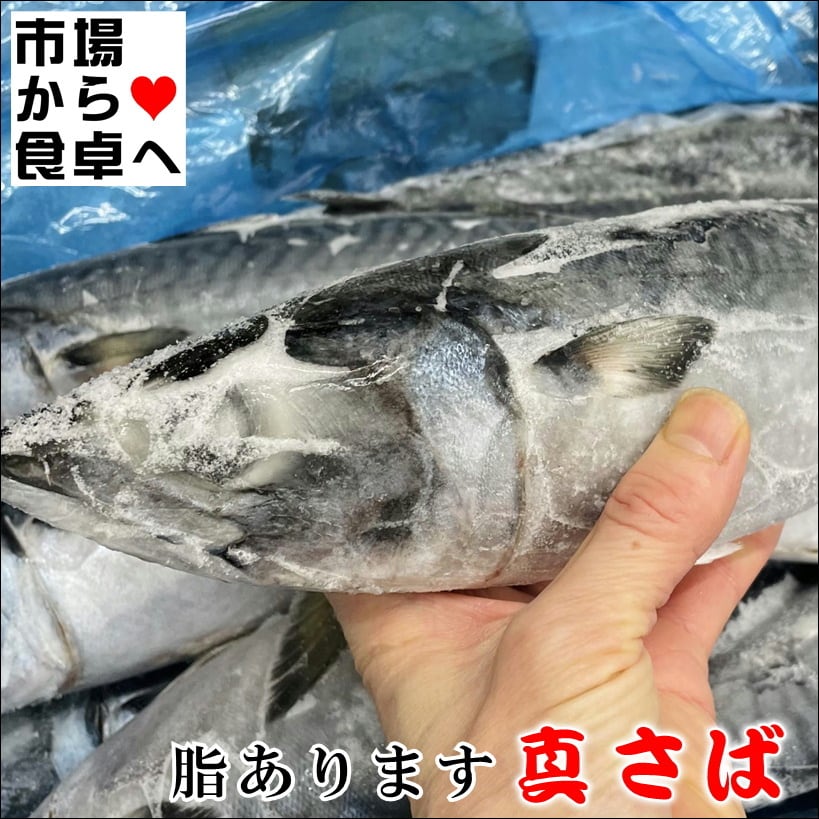 真さば ラウンド 冷凍 業務用 10kg(約16尾)【脂のあるノルウェー産