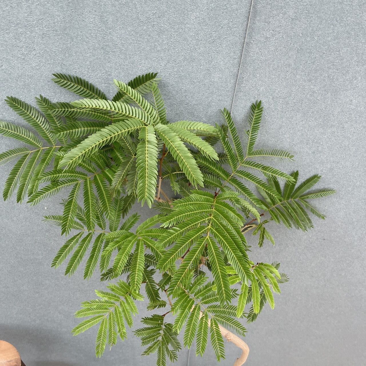 現品］15番 エバーフレッシュ 曲がり 7号 観葉植物 室内 大型 人気