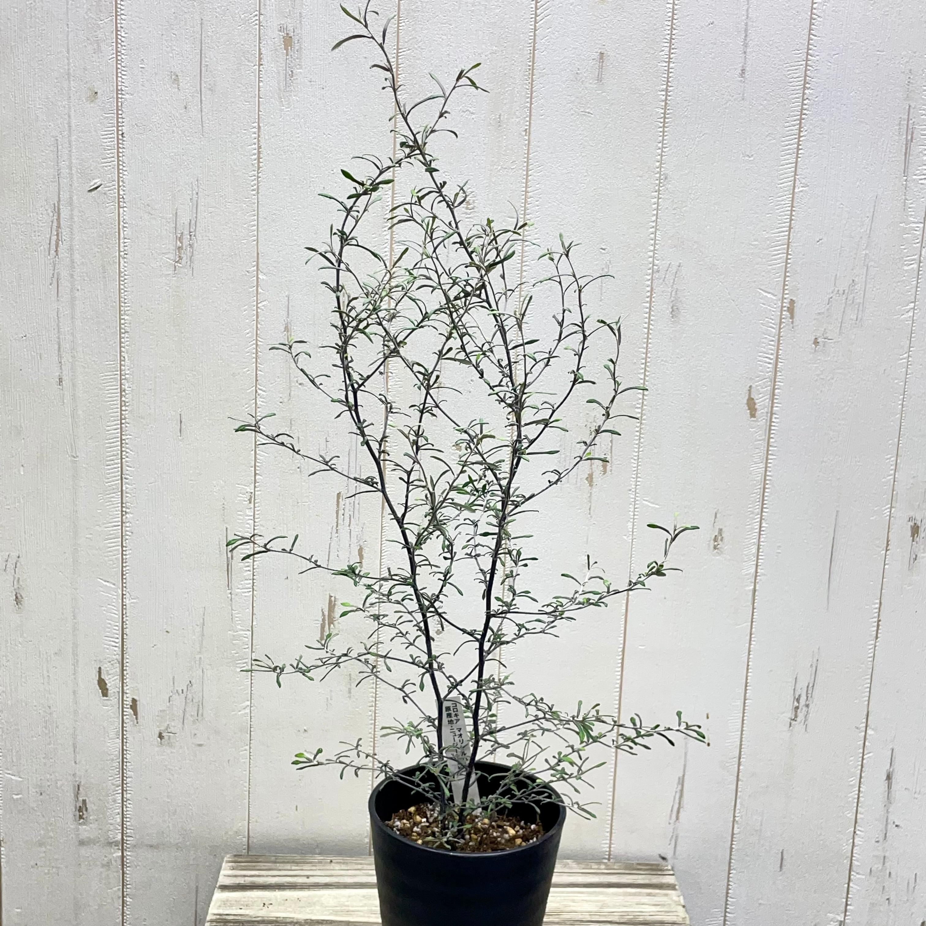 2株植え コロキア マオリシルバー 4号鉢 | PLANTS SHOP OLIVE