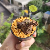 Stephania kaweesakii /ステファニア・カウィーサキ⑧ / 観葉植物<育て方・花言葉>