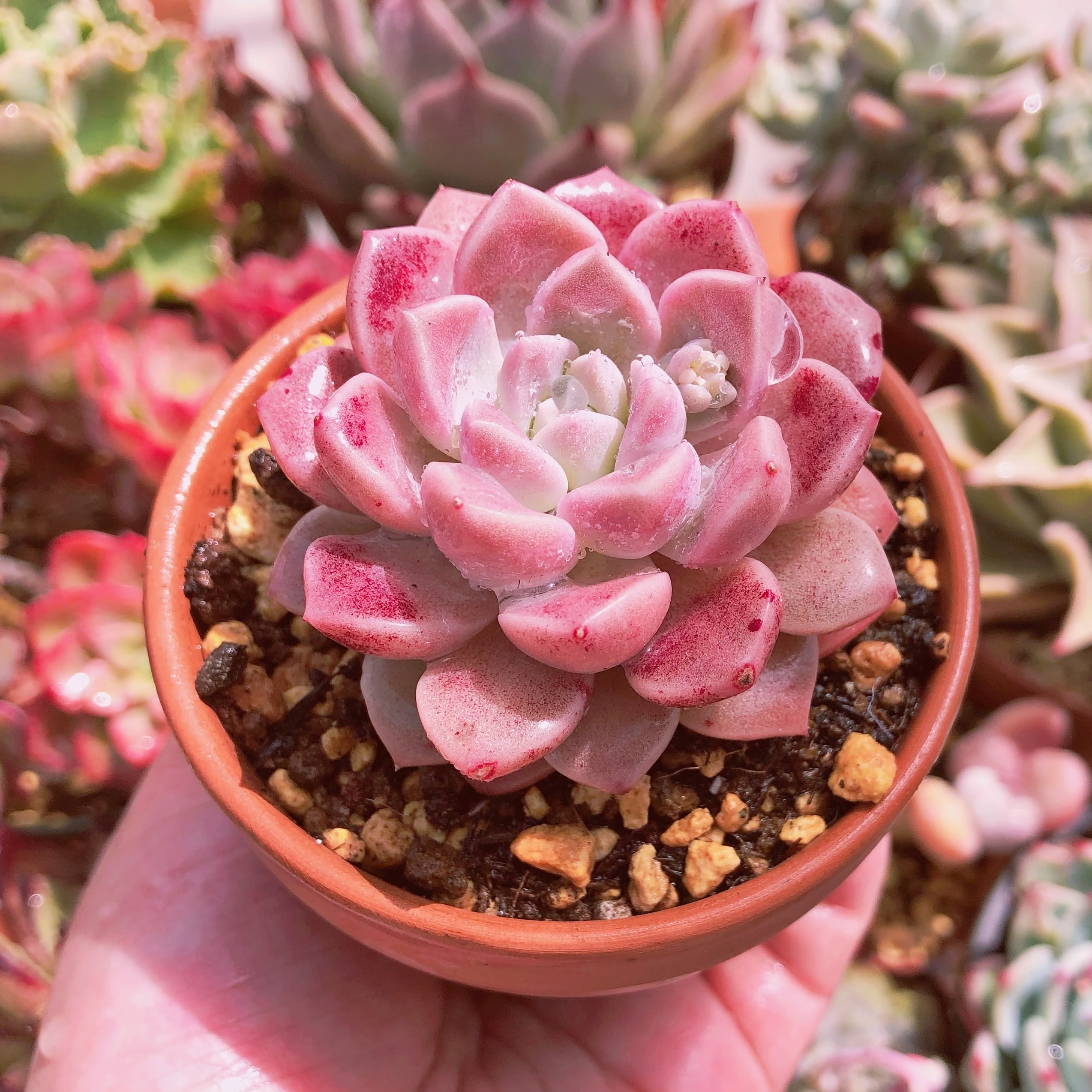 多肉植物 ピンクブルーズ | るる農園~多肉植物専門