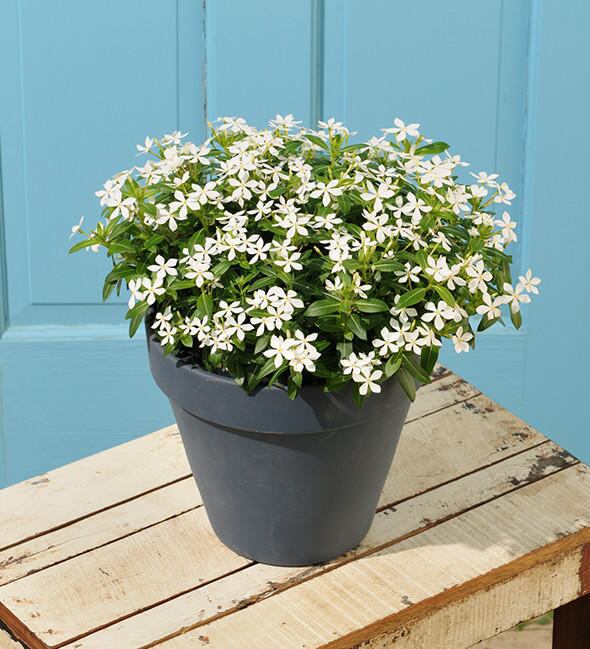 フェアリースター クリアホワイト | 花のとびつか