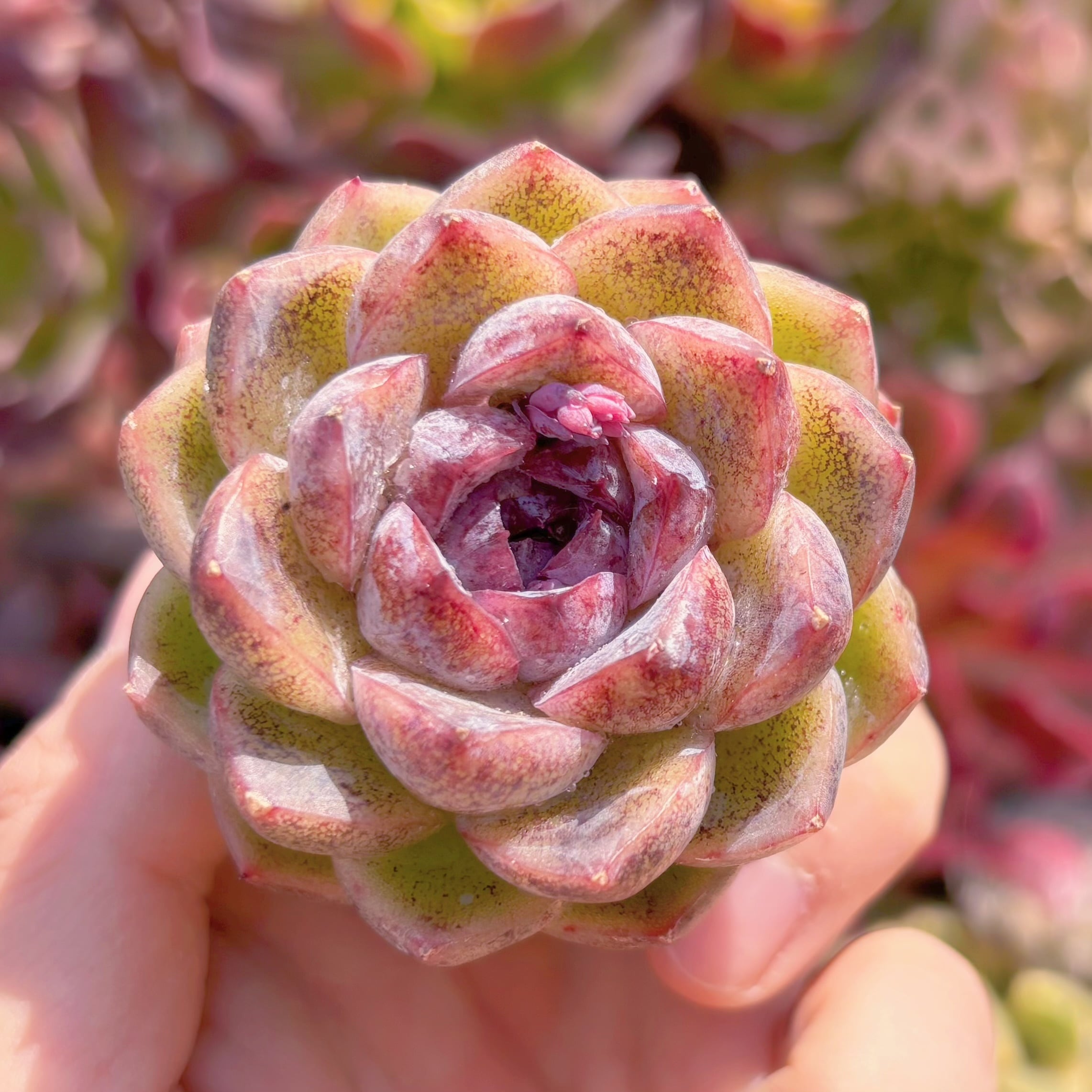 多肉植物　ラベンダーローズ　新入荷　るる農園