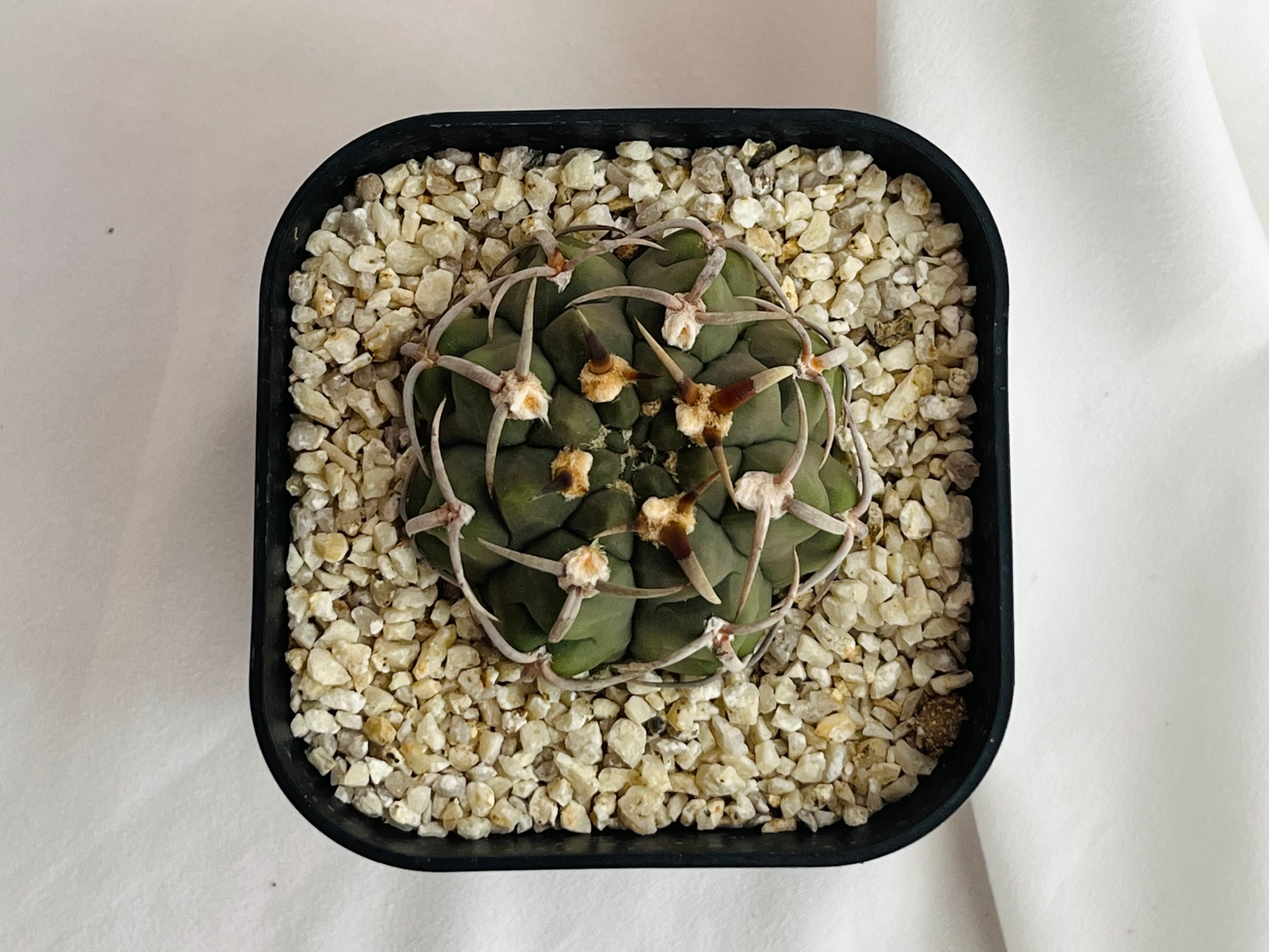 Gymnocalycium vatteri ギムノカリキウム 太強刺バッテリー サボテン