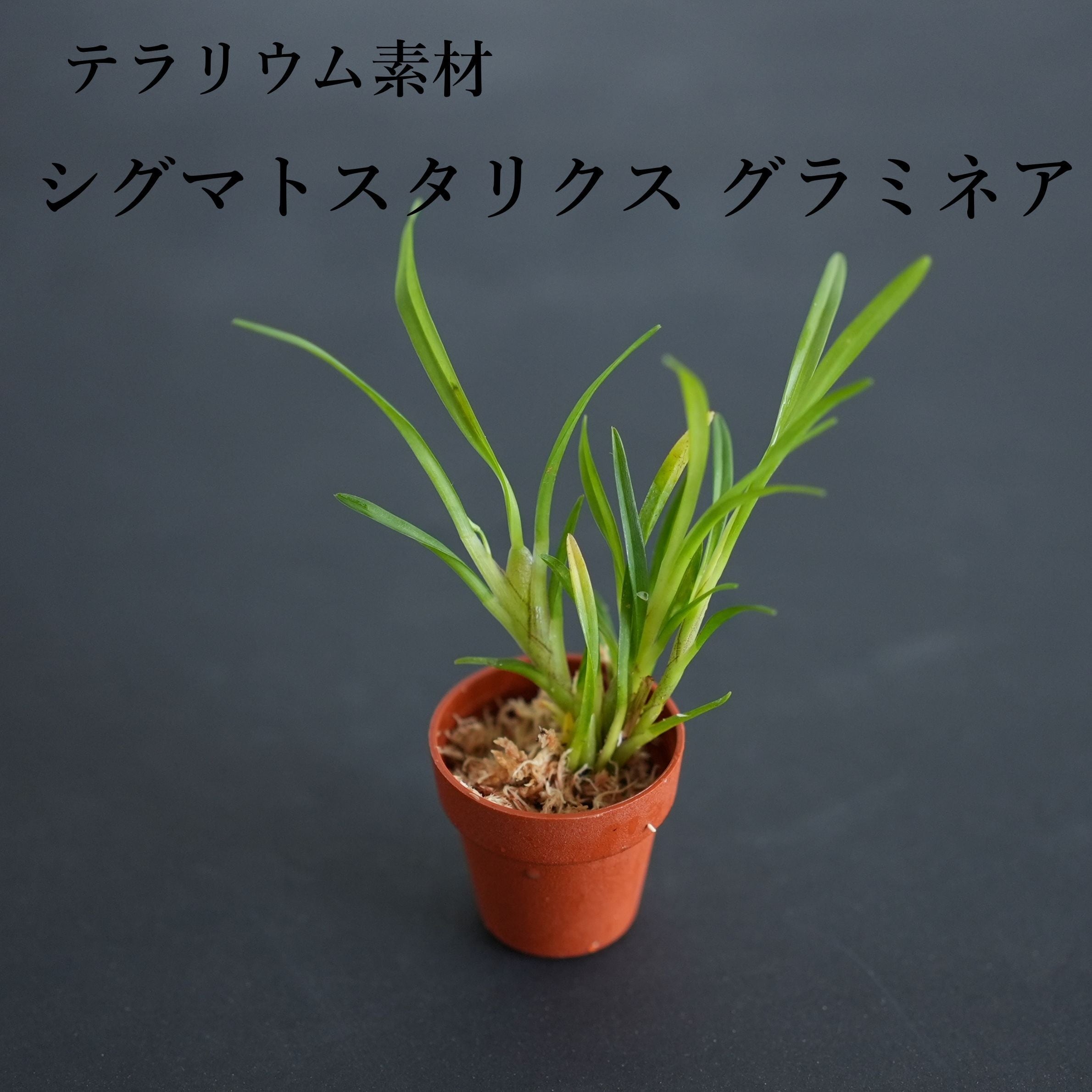 シグマトスタリクス グラミネア Sigmatostalix gruminea【着生ラン】苔テラリウム用・初心者向け