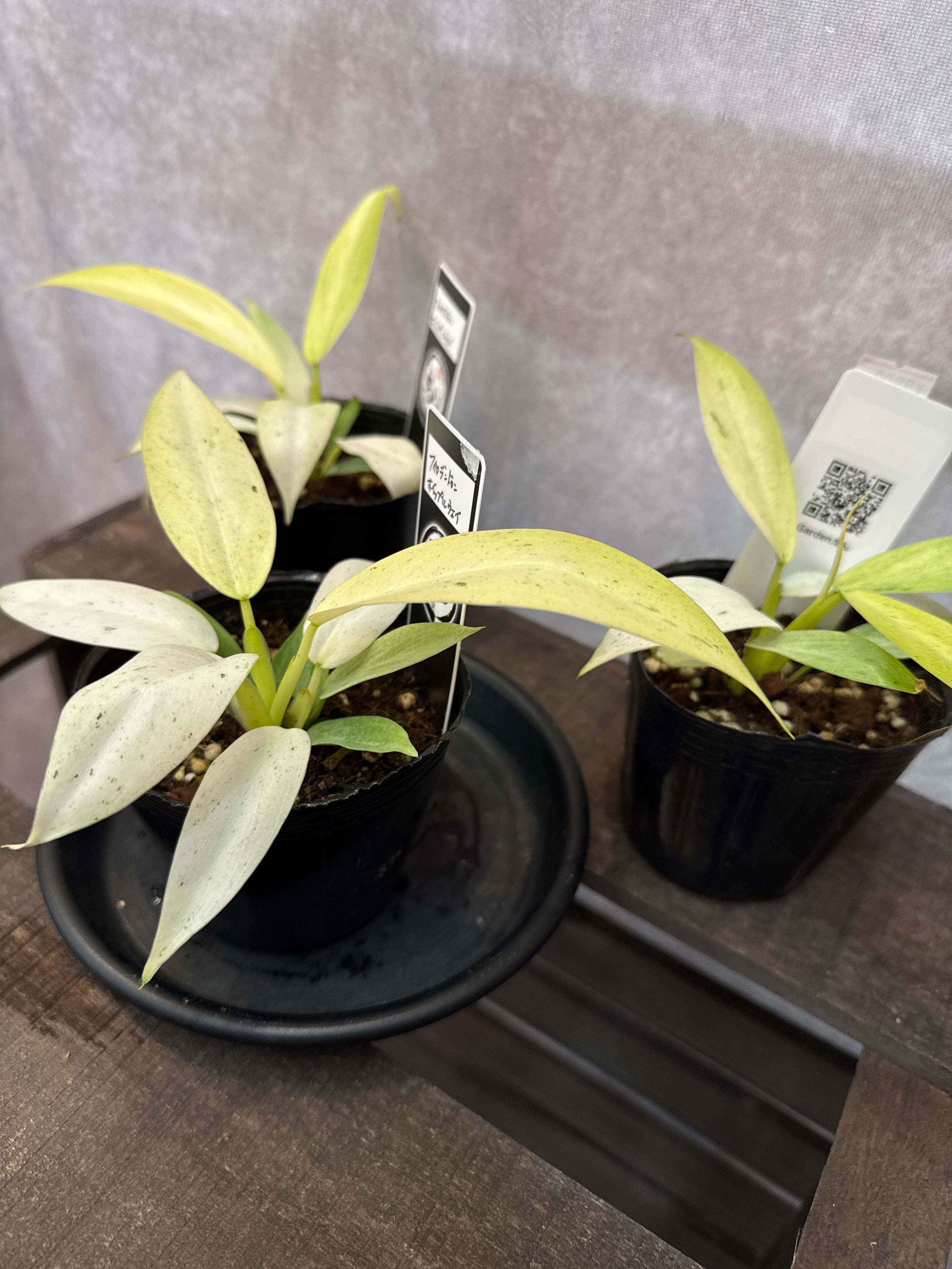 希少］フィロデンドロン 'ホイップルウェイ' | Gardenえん 【観葉熱帯