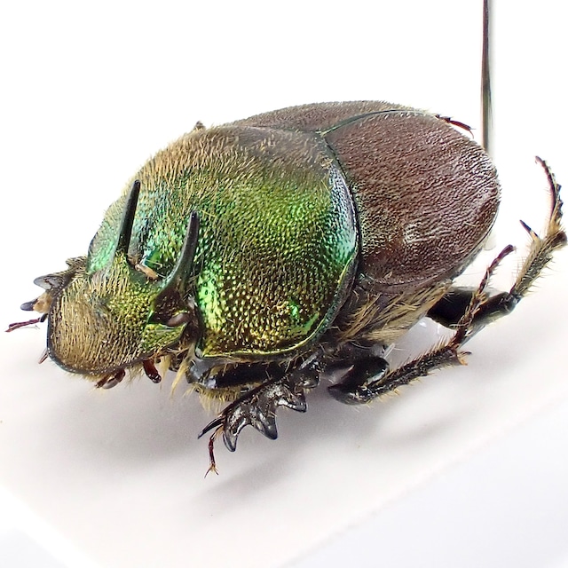 タンザニア産 Proagoderus biarmatus ♂ 12mm