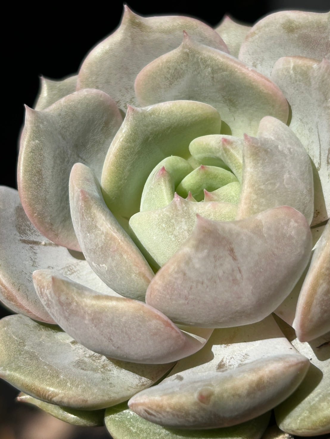 モンローxローラ | RuPo 多肉植物専門店