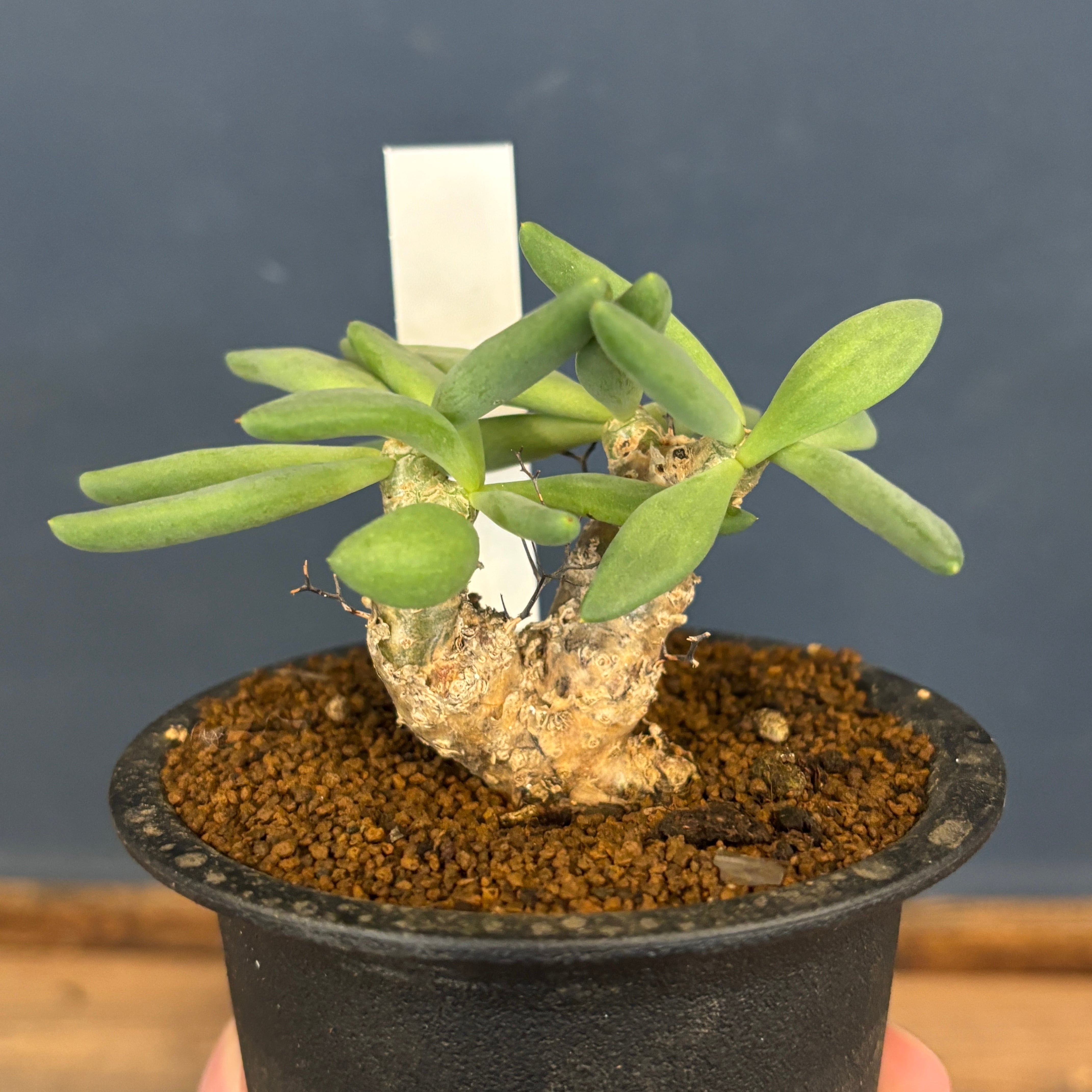 チレコドン レティキュラータス 万物想【637】 | PROTOLEAF プロトリーフ