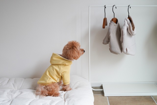 【ミニ裏毛 ニュアンスカラー フーディー 】全6色