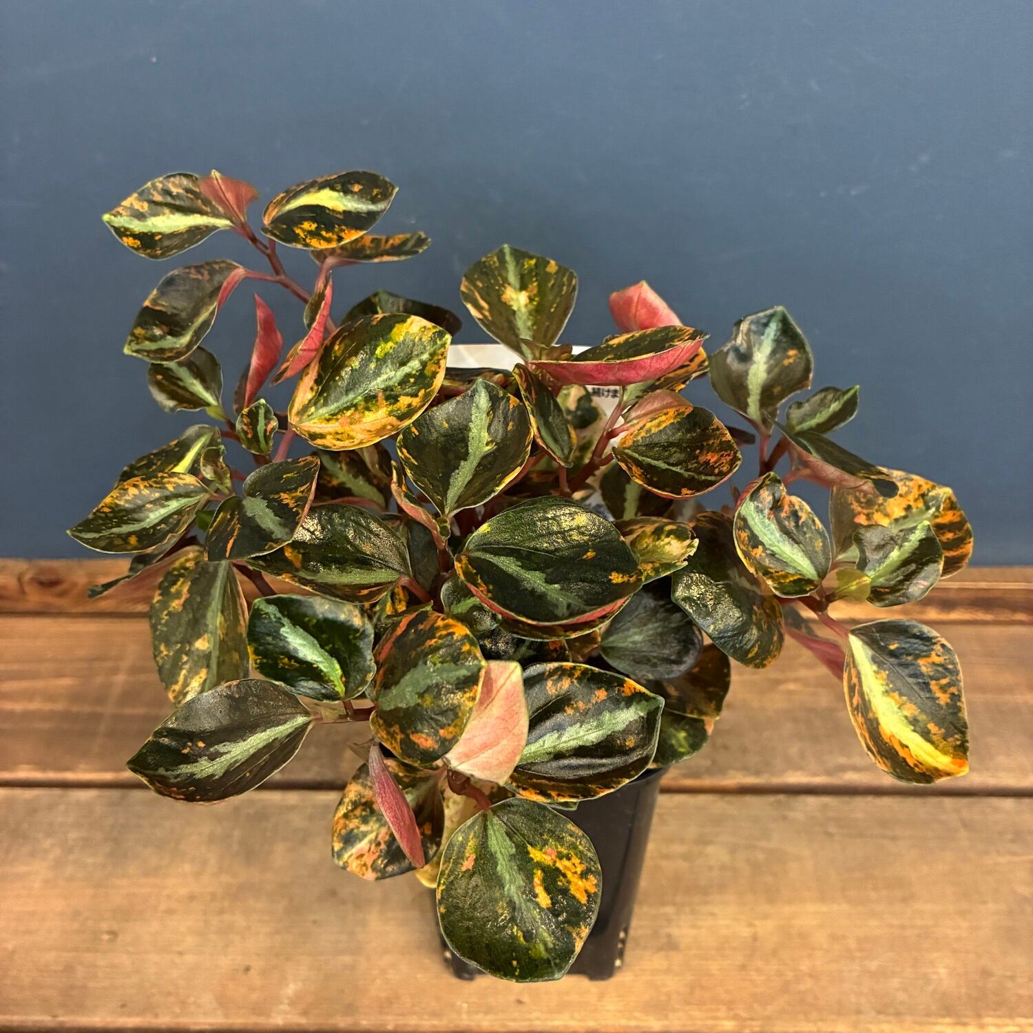 ペペロミア メタリカ斑入り UJ】ペペロミア メタリカ 斑入り【293】 | PROTOLEAF プロトリーフ