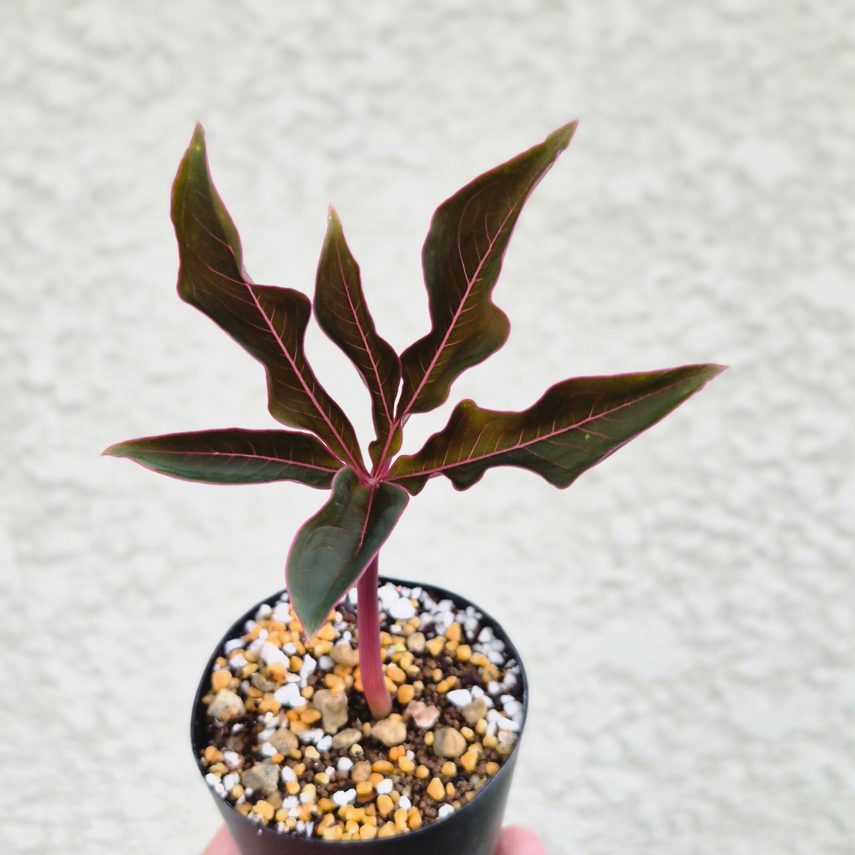 AM15 ♡レア〚 アモルフォファルス アトロビリディス 〛 Amorphophallus Atroviridis 塊根植物 コーデックス
