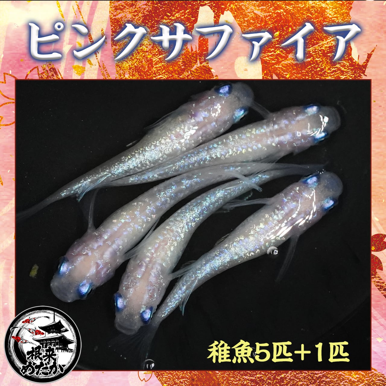 【5匹＋補償1匹】ピンクサファイア