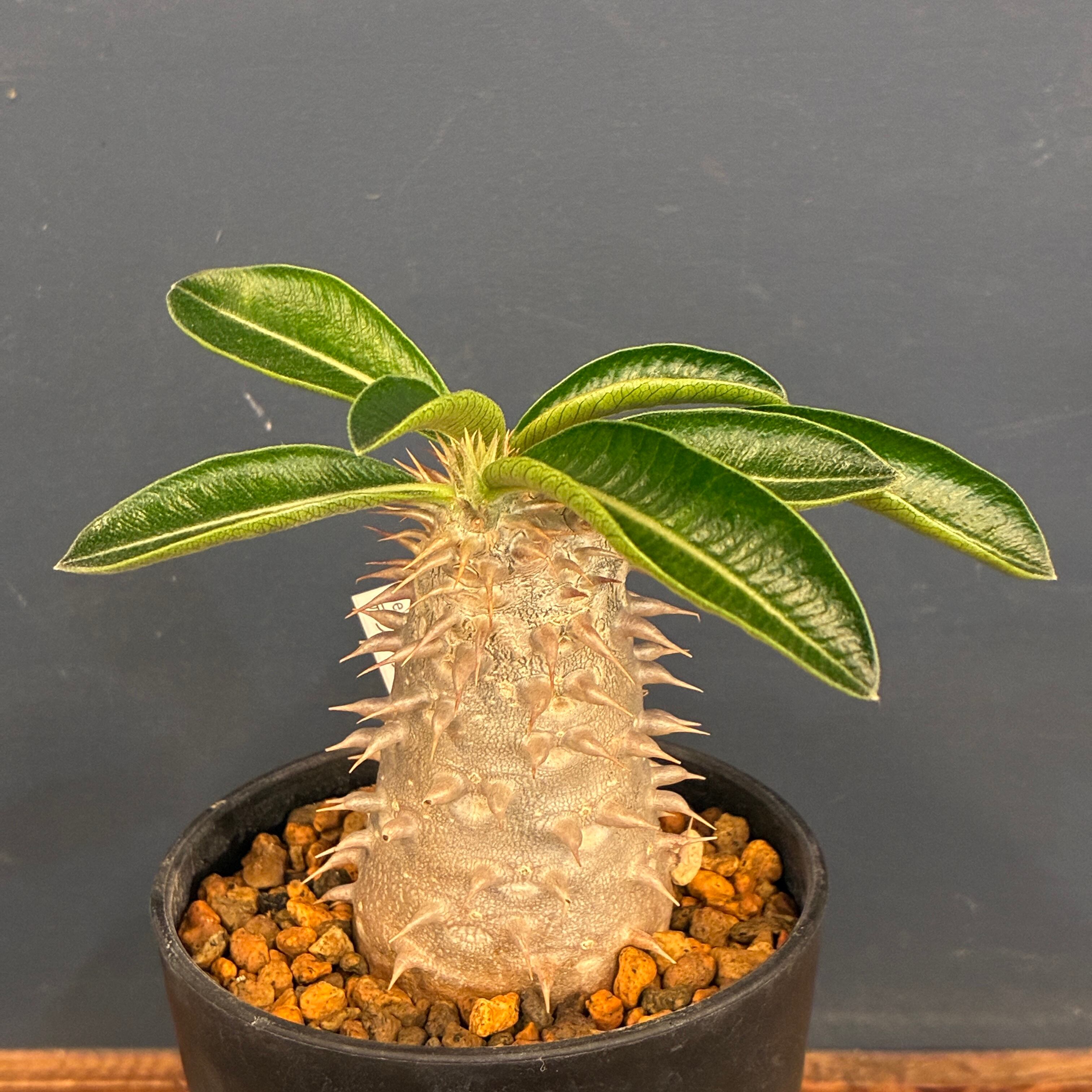 塊根植物 | PROTOLEAF プロトリーフ