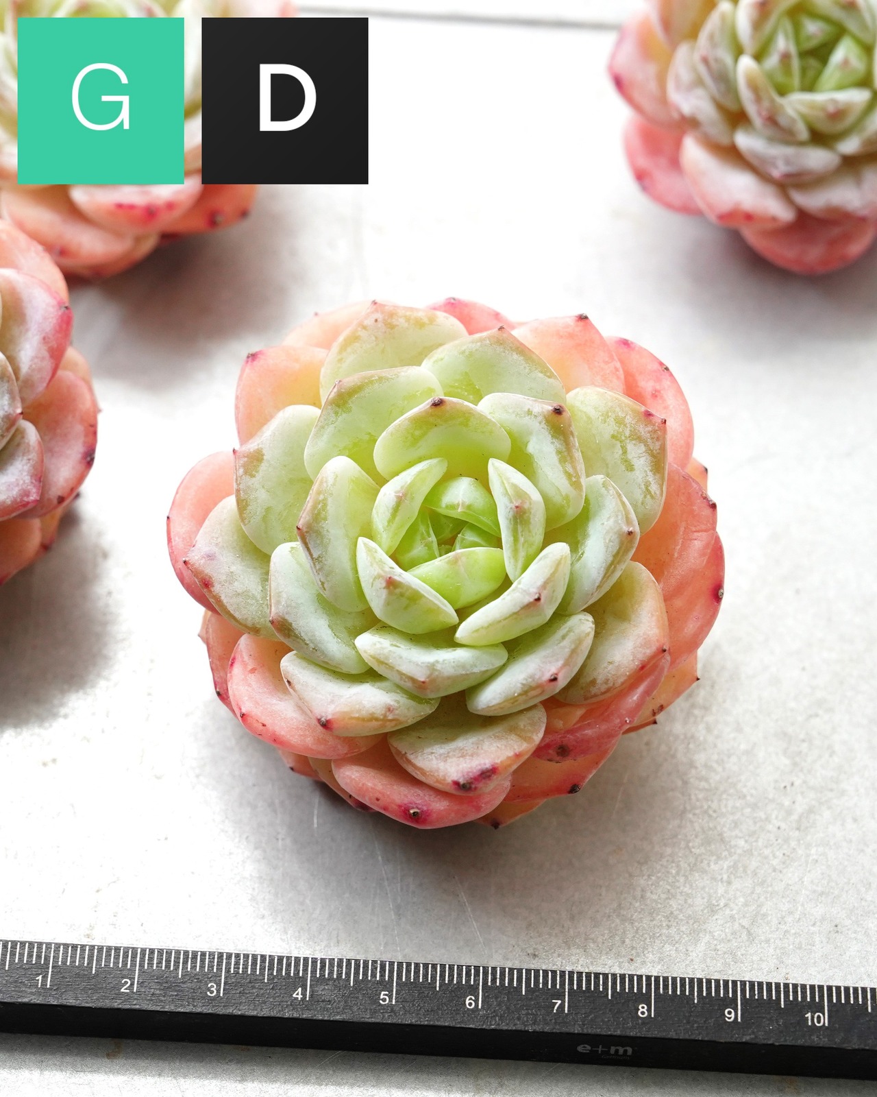 一部発根済カット苗 仰山雪 M Echeveria 'Yangshan Snow'