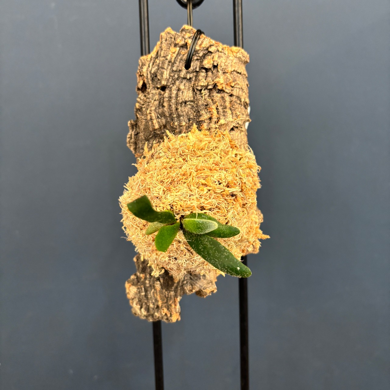 ビカクシダ　バクテリア　P. willinckii 'Bacteria' spore　コルク仕立て【1005】