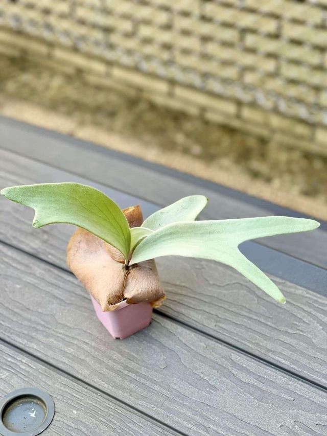 P.Vanilla icecream【artPLANTs/PLANTS GARAGE 】ビカクシダ/Platycerium