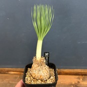 ゲチリス　グランディフローラ【180】