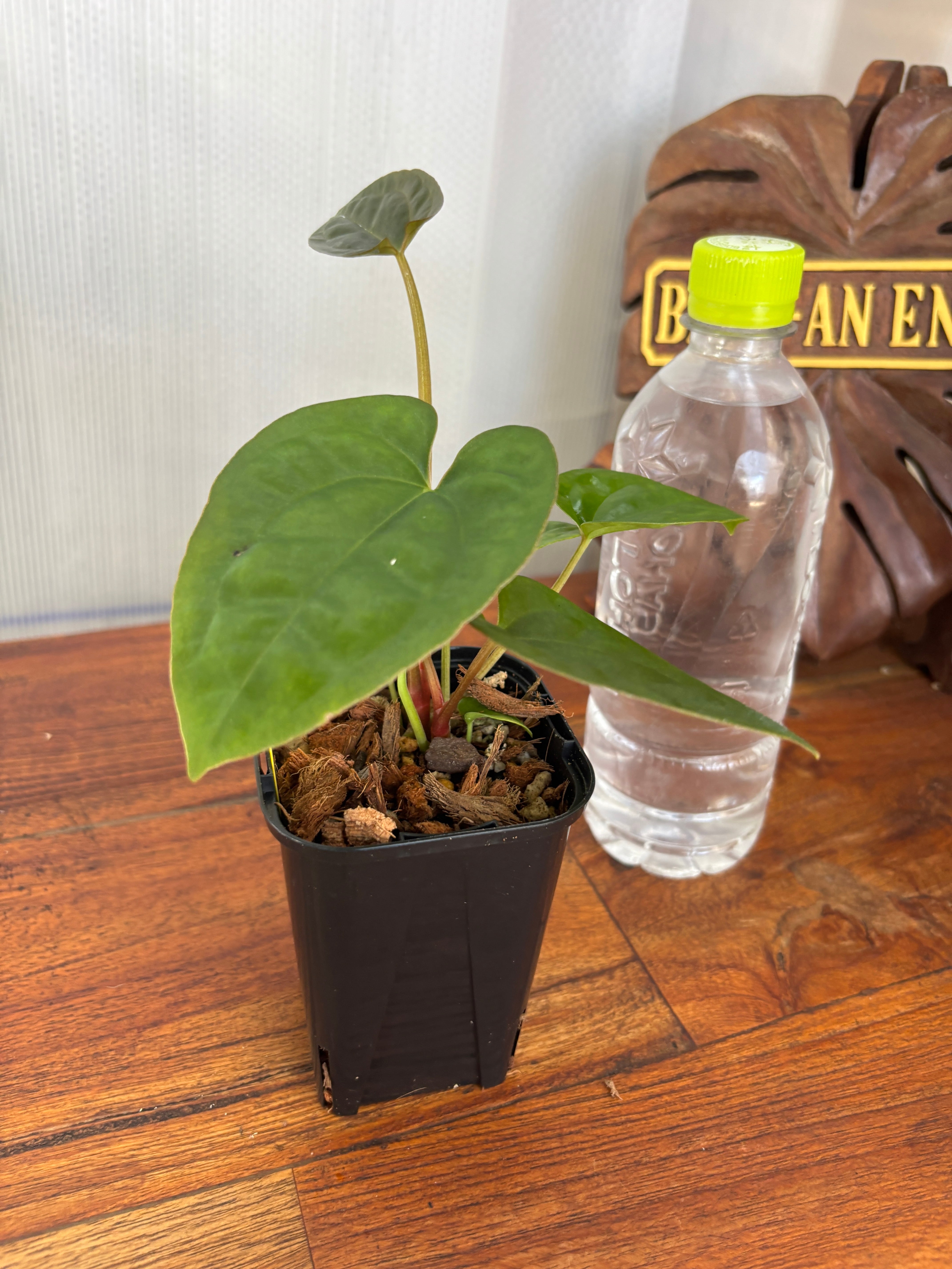 Anthurium | BALI-AN 園芸