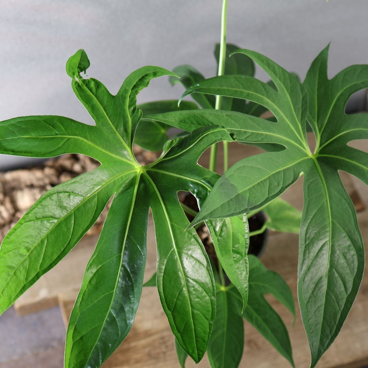 372 手のひらのような葉『アンスリウム ペダトラディアツム』観葉植物