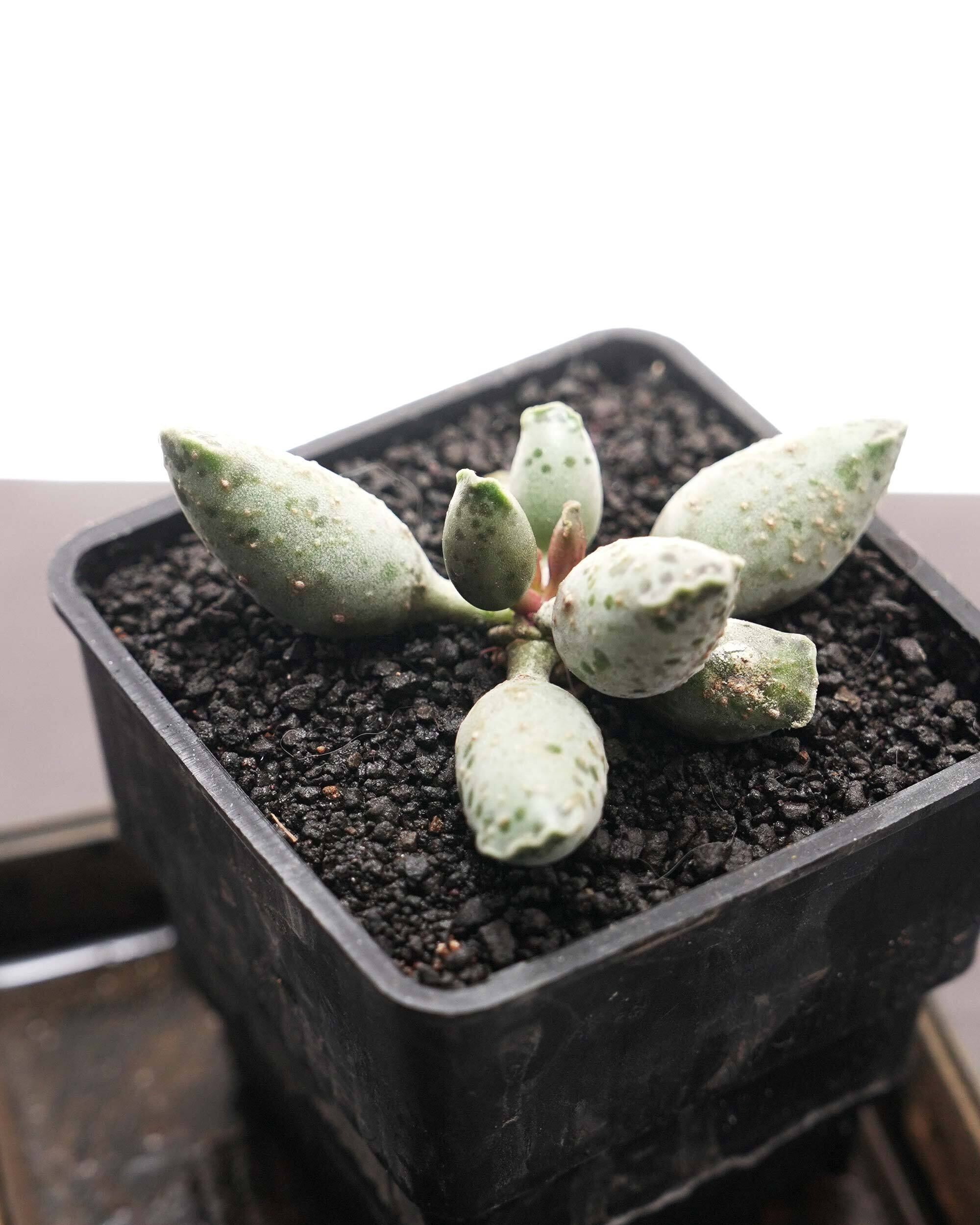 Top【選抜株】多肉植物　22091 ピーコック　フェザーズ12個　鉢無し/脱土 商品一覧 - Y's Exotics （山田食虫植物農園）