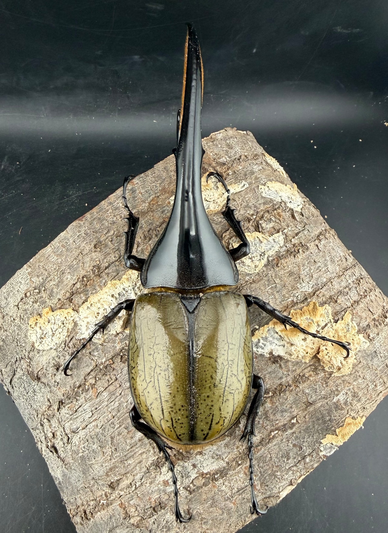 《ヘラクレス・ヘラクレス 145mm ペア》