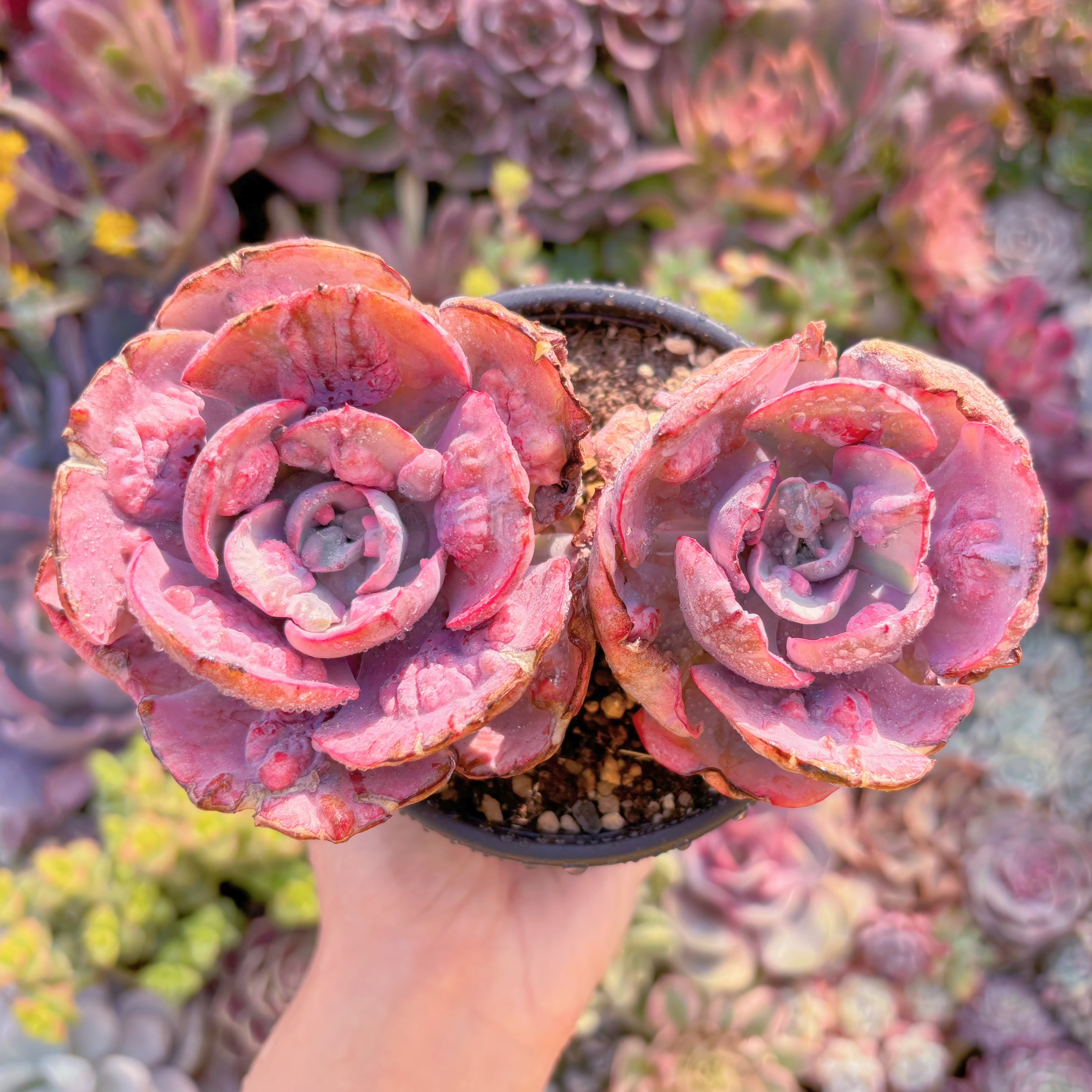 現品　ビヨンセ錦#M289　群生　新入荷　るる農園