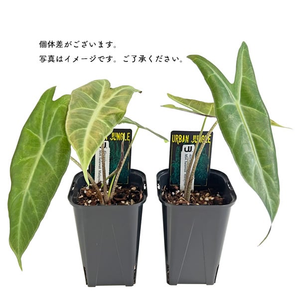 アロカシア パープルバック sp 3号 アーバンジャングル Urban Jungle