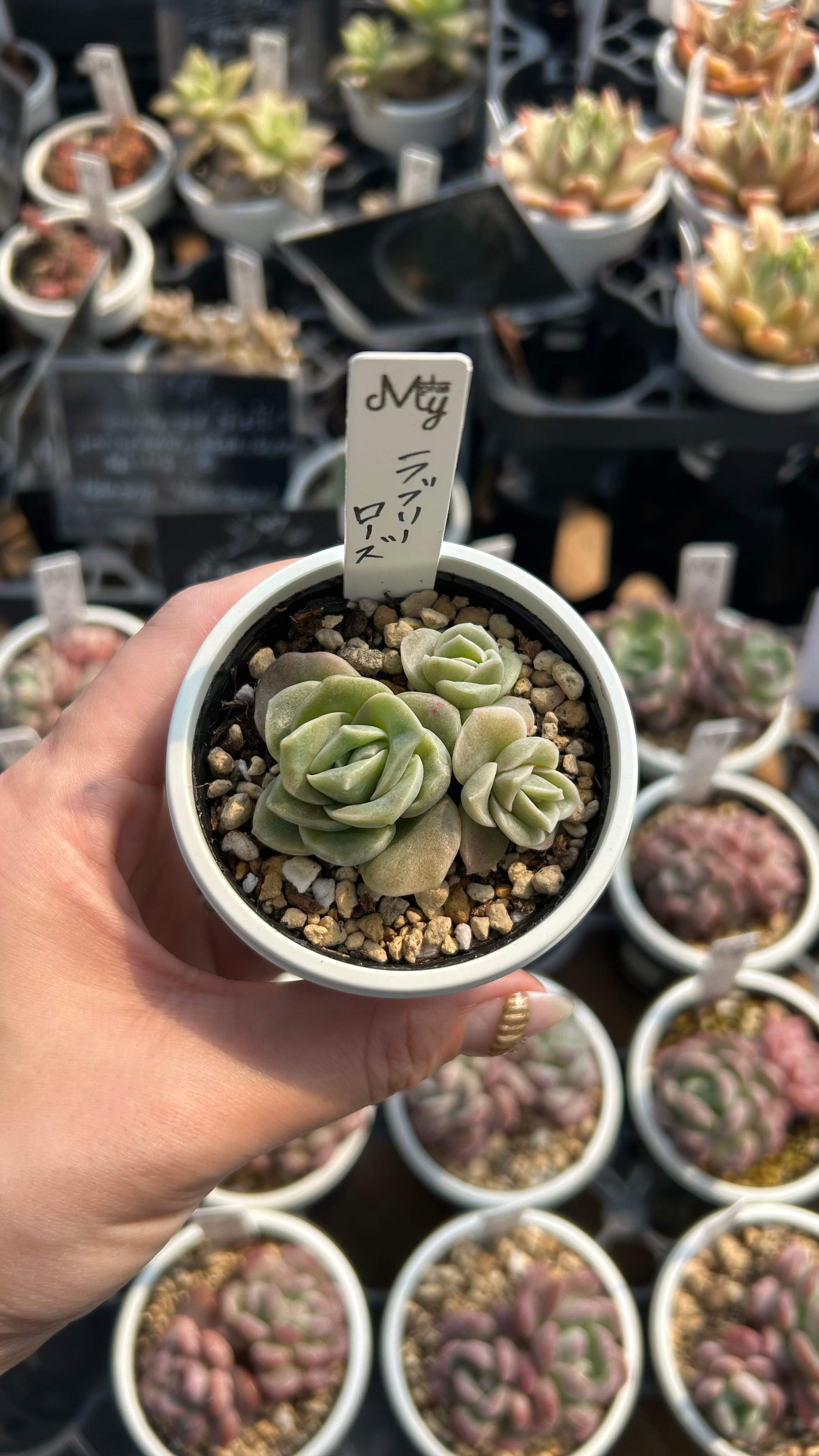 多肉植物 大苗 太幹 ピンクウィッチ 多頭 アエオニウム 美苗 #4 | PAY ID