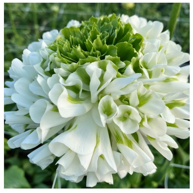 ラナンキュラス：ポンポンシリーズ・イグルー（5号鉢）希少　大輪　鉢花　珍しい　人気　花苗　ラナンキュラス