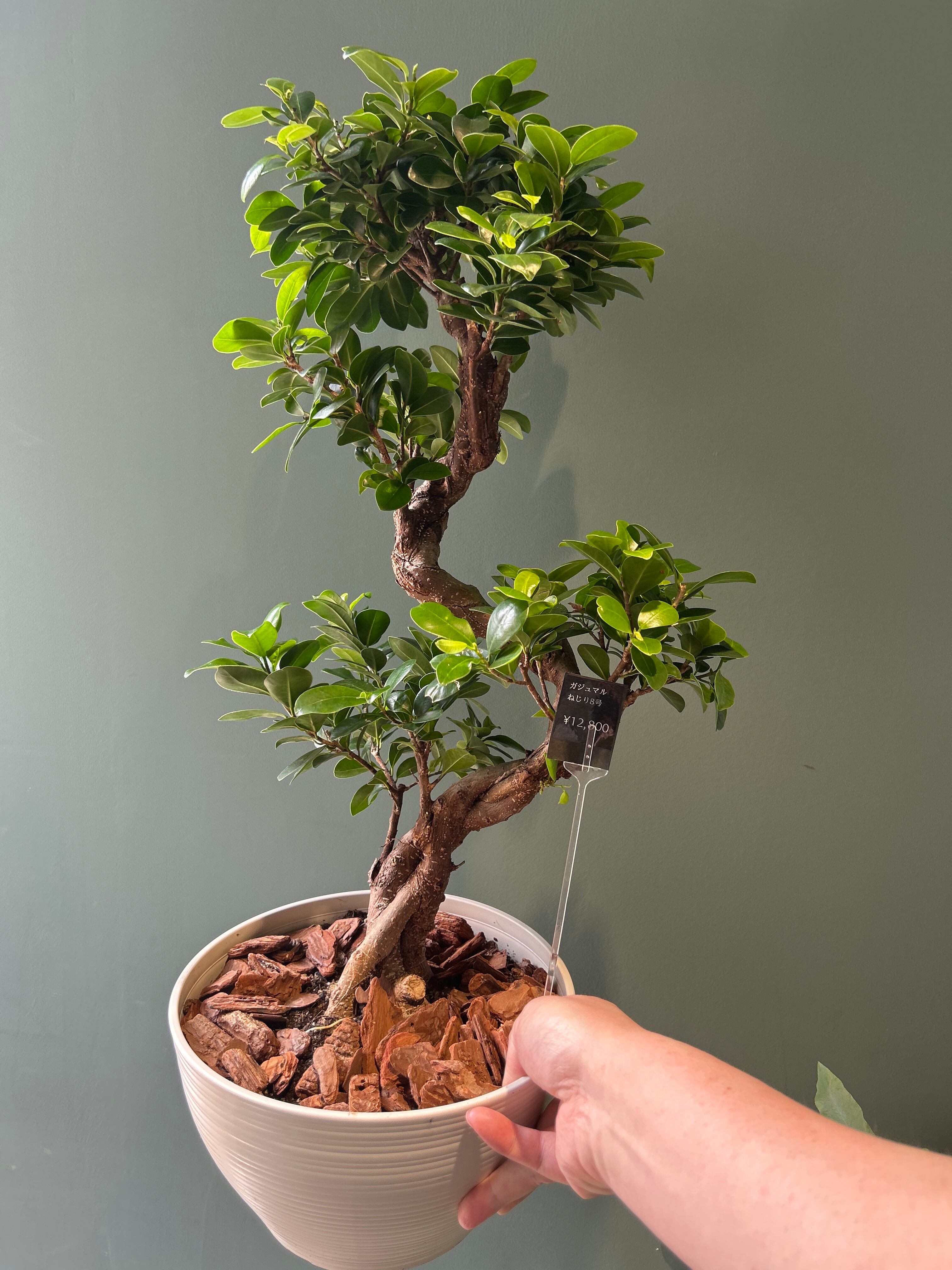 ガジュマル ねじり8号 | 植物との暮らし apricot