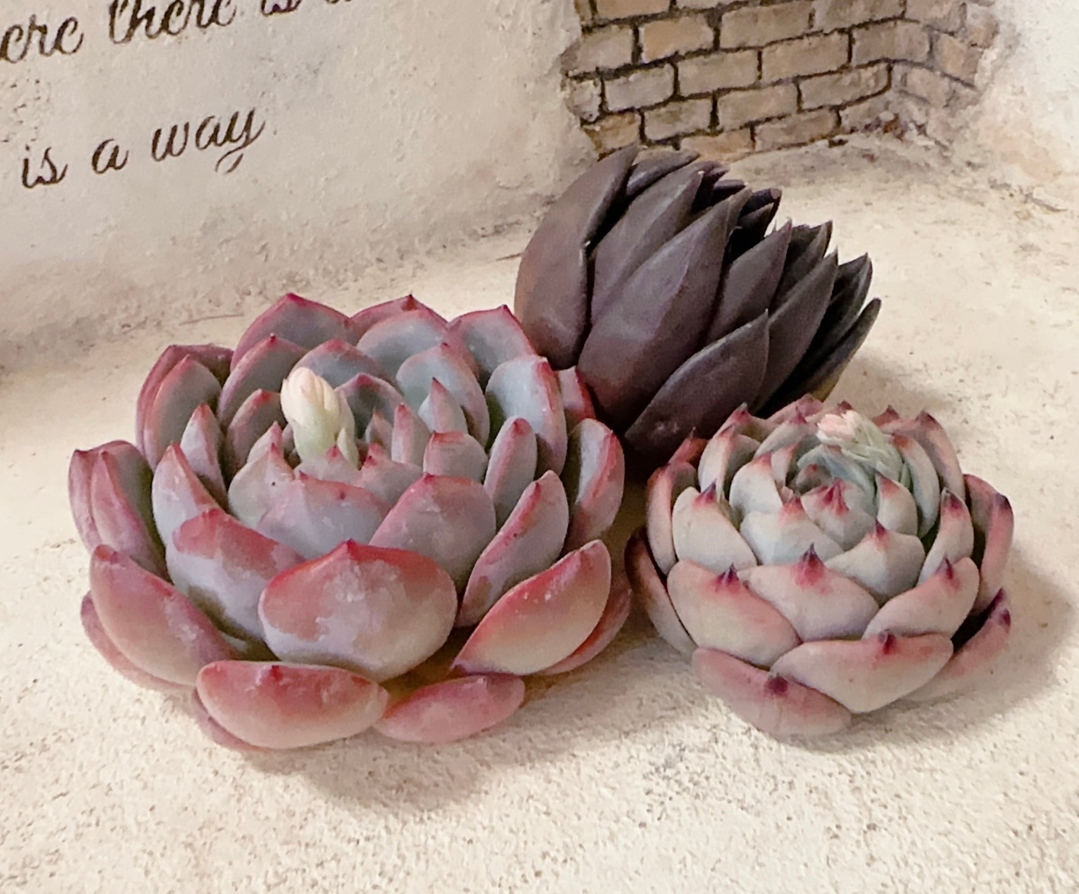 寄せ植え苗10個セット | 倉敷多肉工房