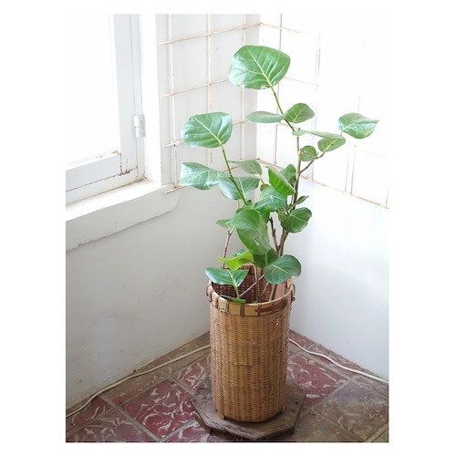 Basket + Sea grape
