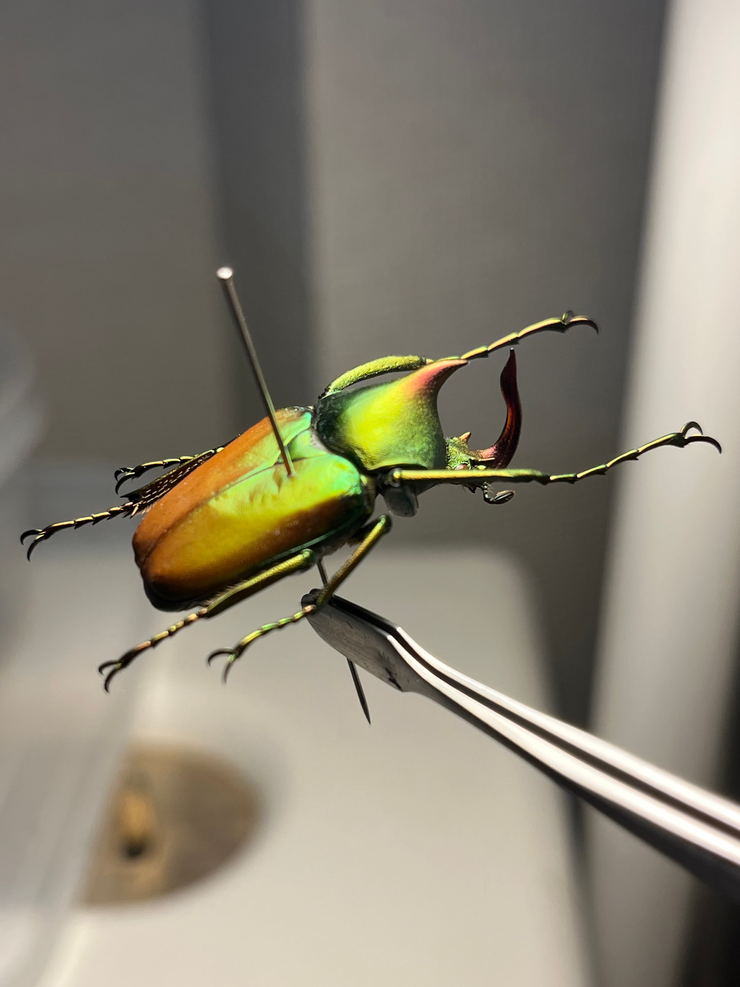 43mm】カブトハナムグリ コガネムシ プラチナコガネ カナブン 昆虫標本