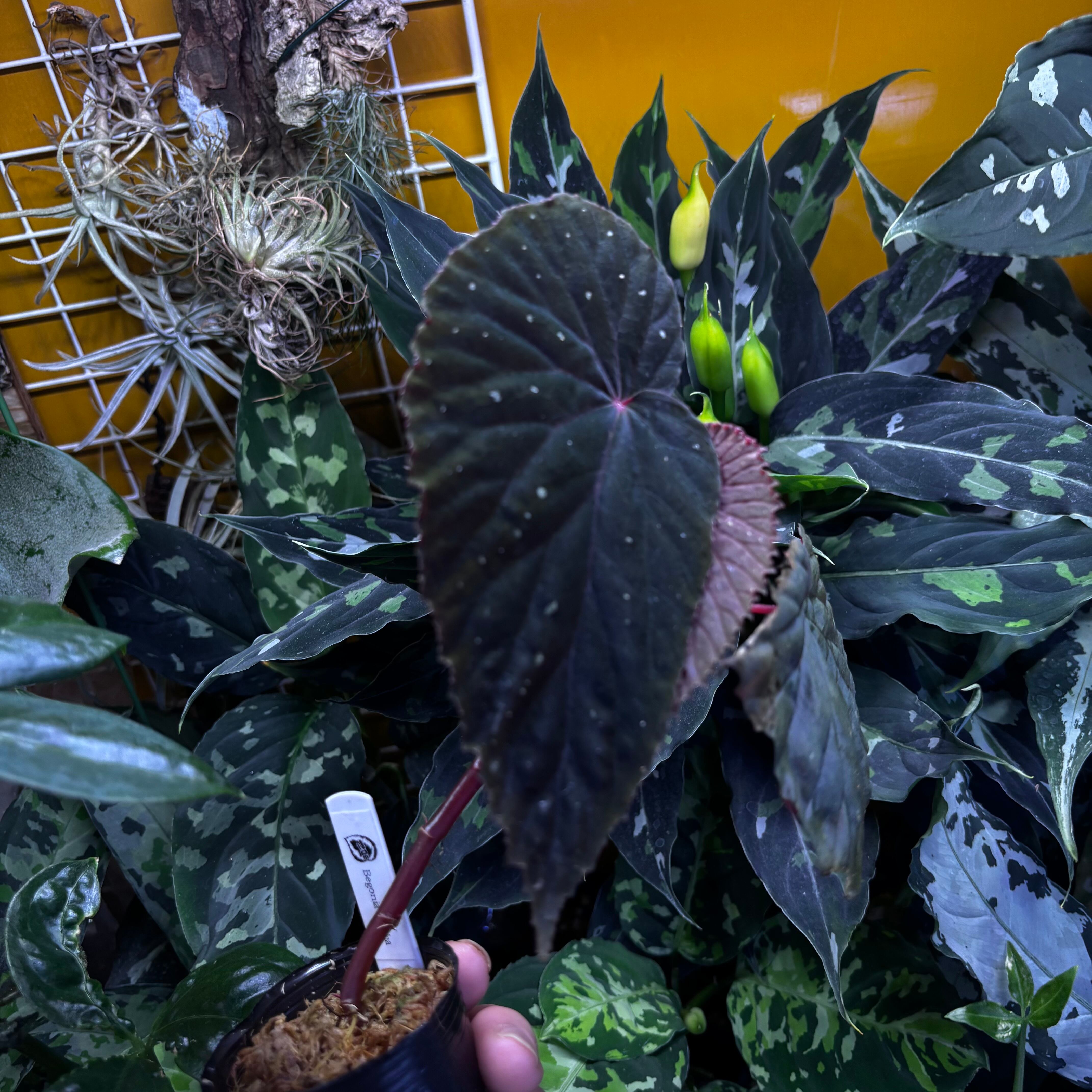 Begonia atricha 黒葉タイプ ① | 熱帯雨林植物専門店 トイ吉園芸