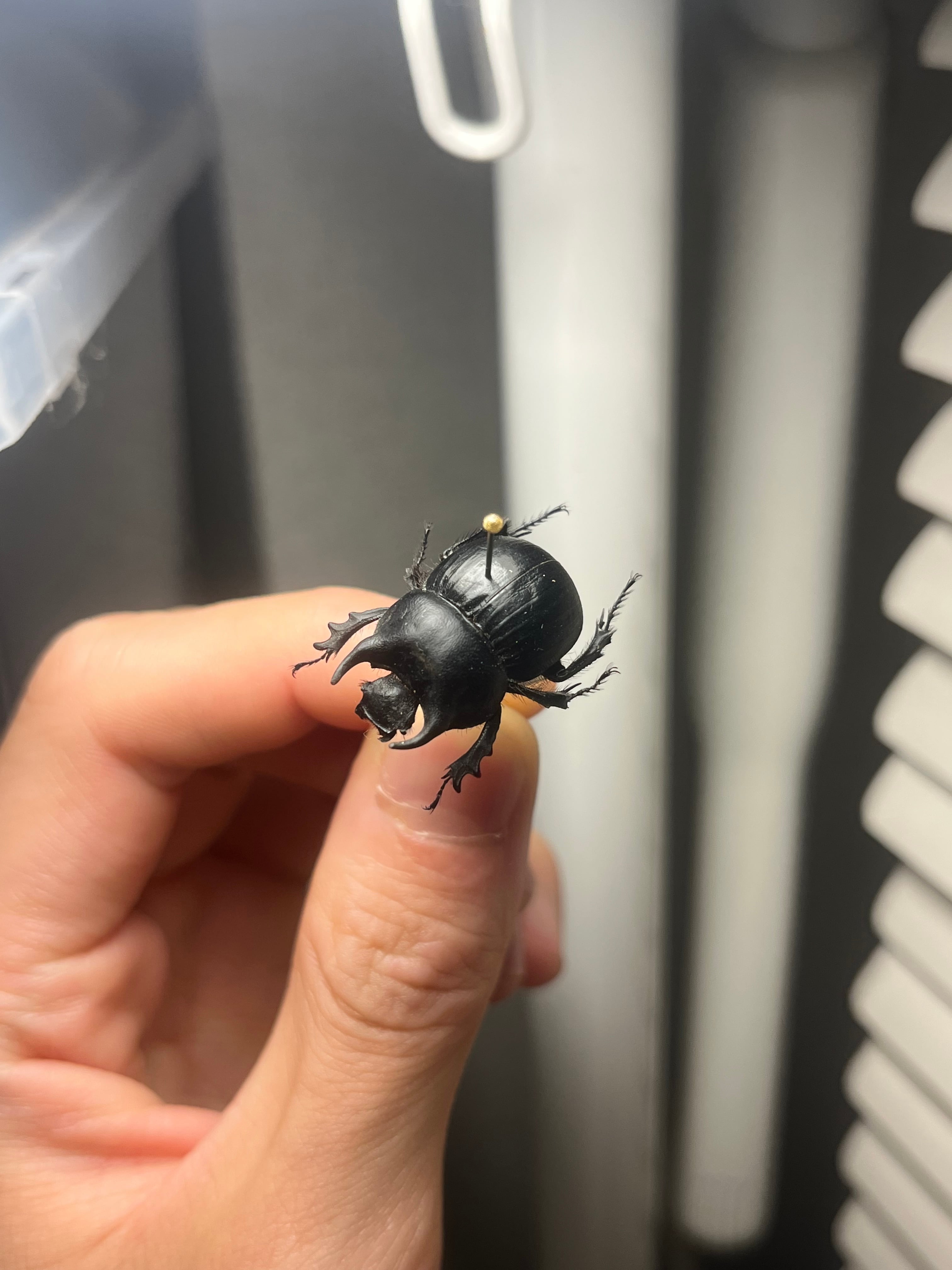 ファーブル昆虫記に登場するスカラベ 標本Scarabaeus Semipunctatus