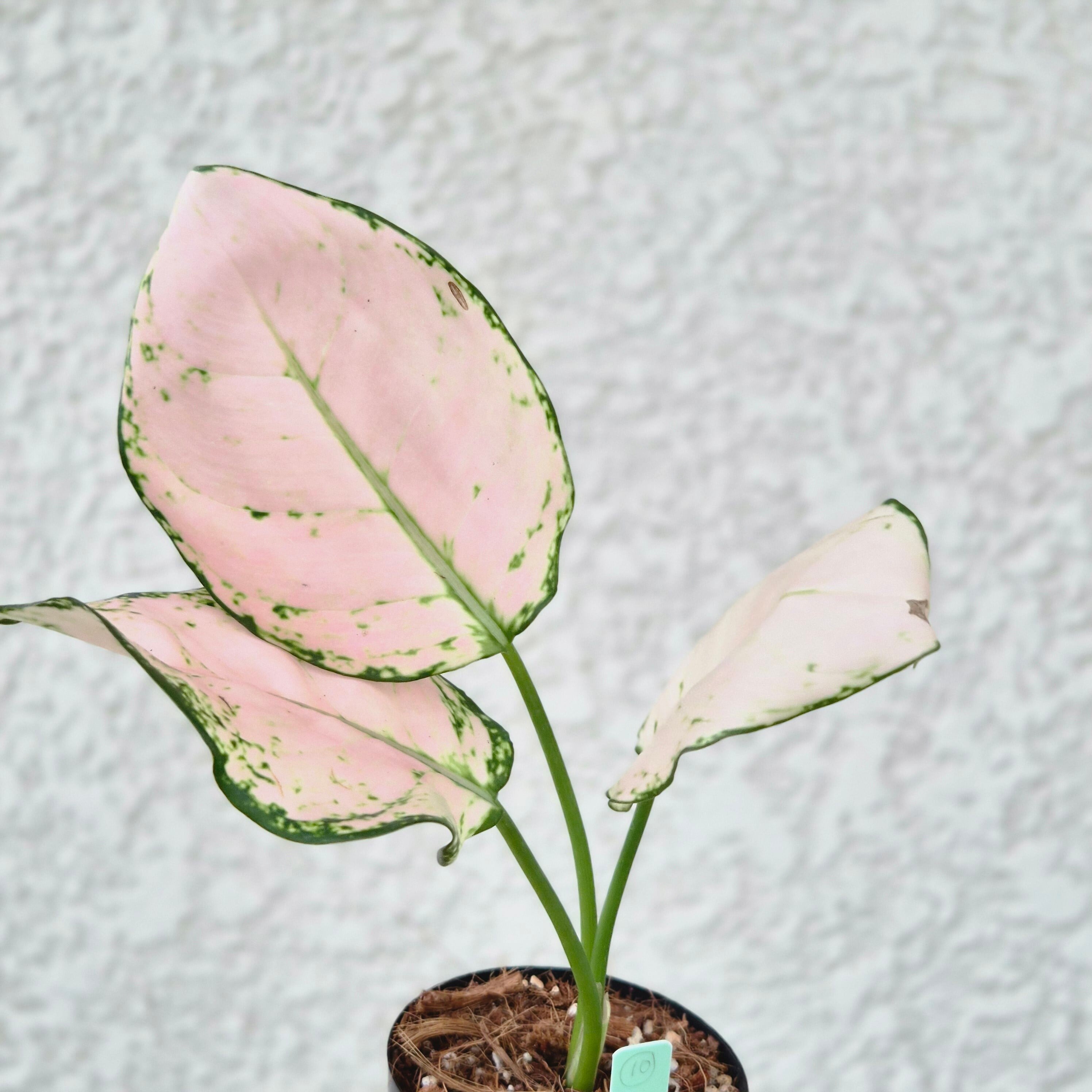 ②《Aglaonema Baby Pink》アグラオネマ ベビーピンク 観葉植物 / レッドリーフ/ポット発送