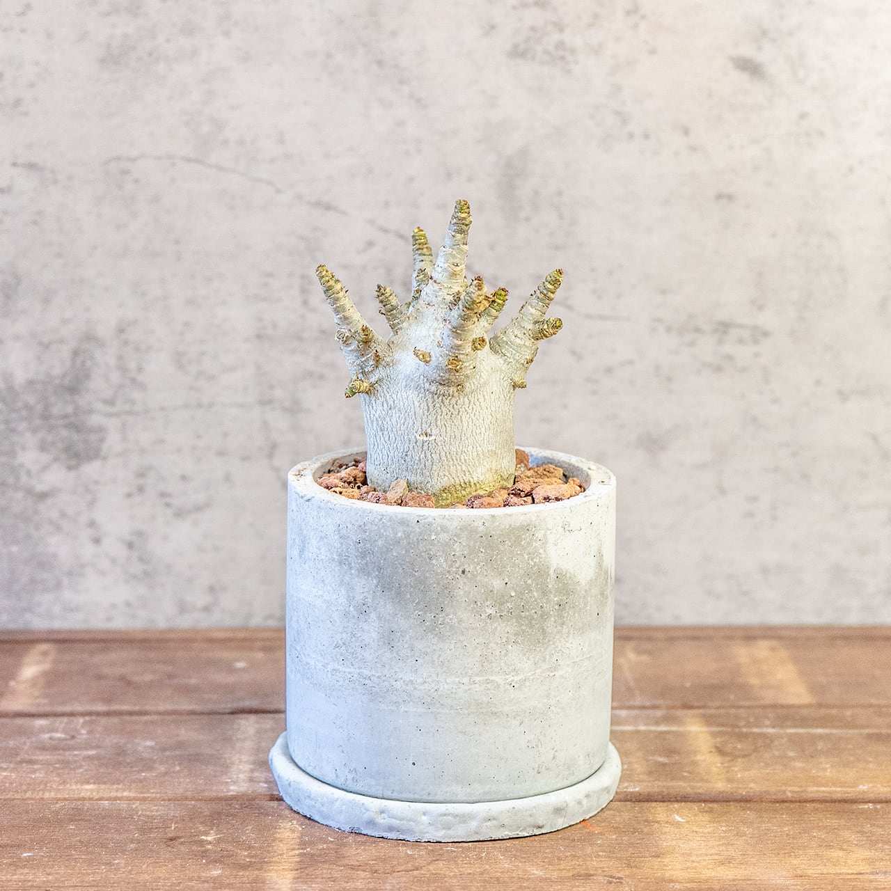 【どっしりとした、低重心の塊根美】アデニウム・アラビカム。一株ごとの厳選仕入れで見つけた、まさに唯一無二の「飾れる芸術品」｜虫発生抑制（全国一律送料850円）