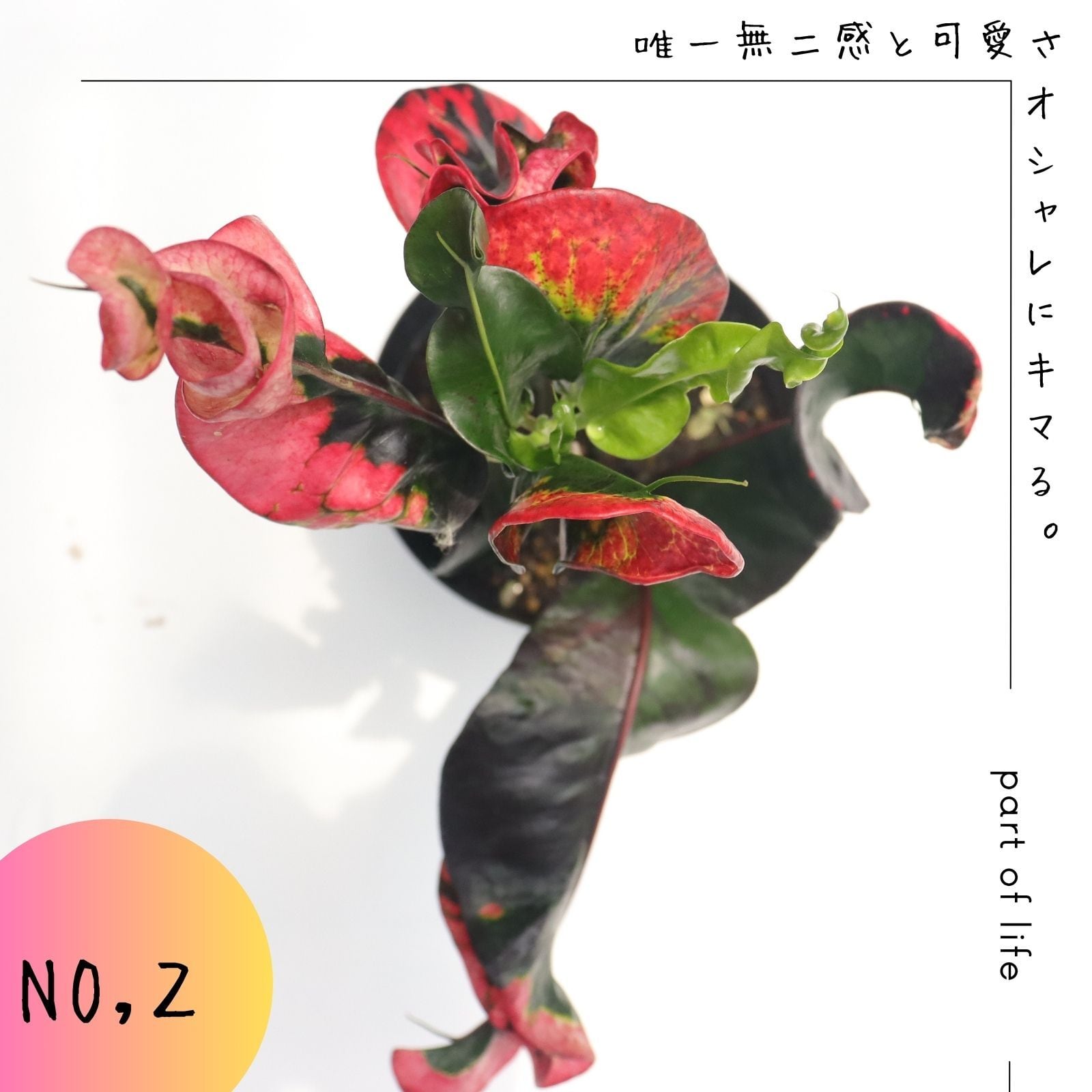 超希少❗️クロトン　プランティップ　\